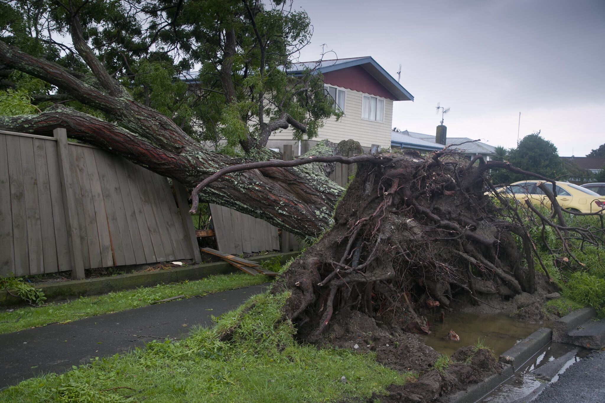 Tree uprooted in Pirimai, Napier. Photo / Warren Buckland