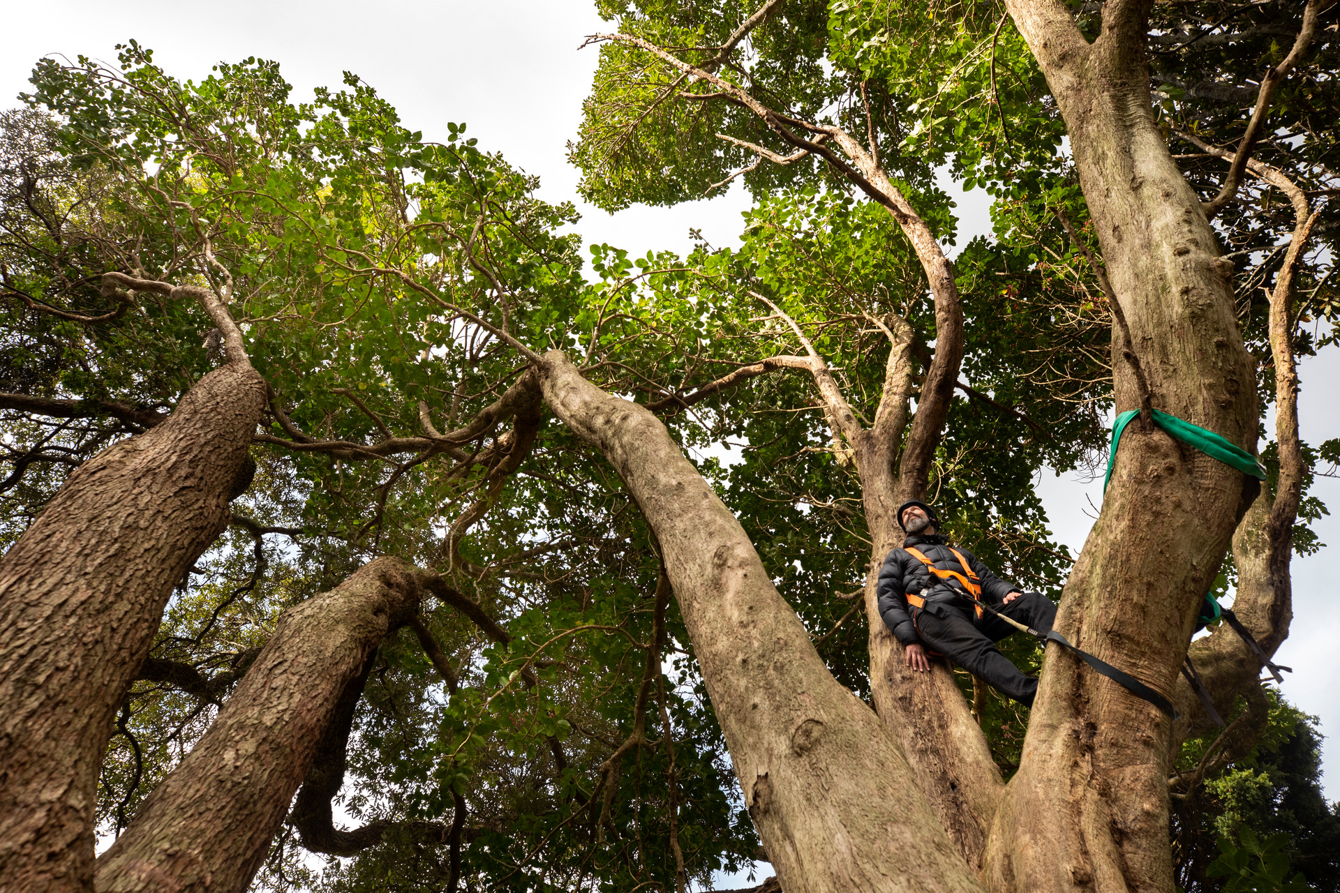 Protesters have been calling for Auckland Council to purchase or swap land to save the site and its 40 mature native trees. Photo / Brett Phibbs