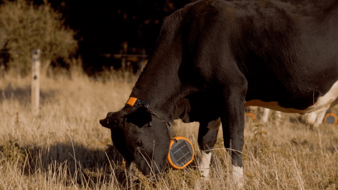 Gallagher's eShepherd is GPS-enabled and solar-powered, in the same manner as Halter's smart collars.