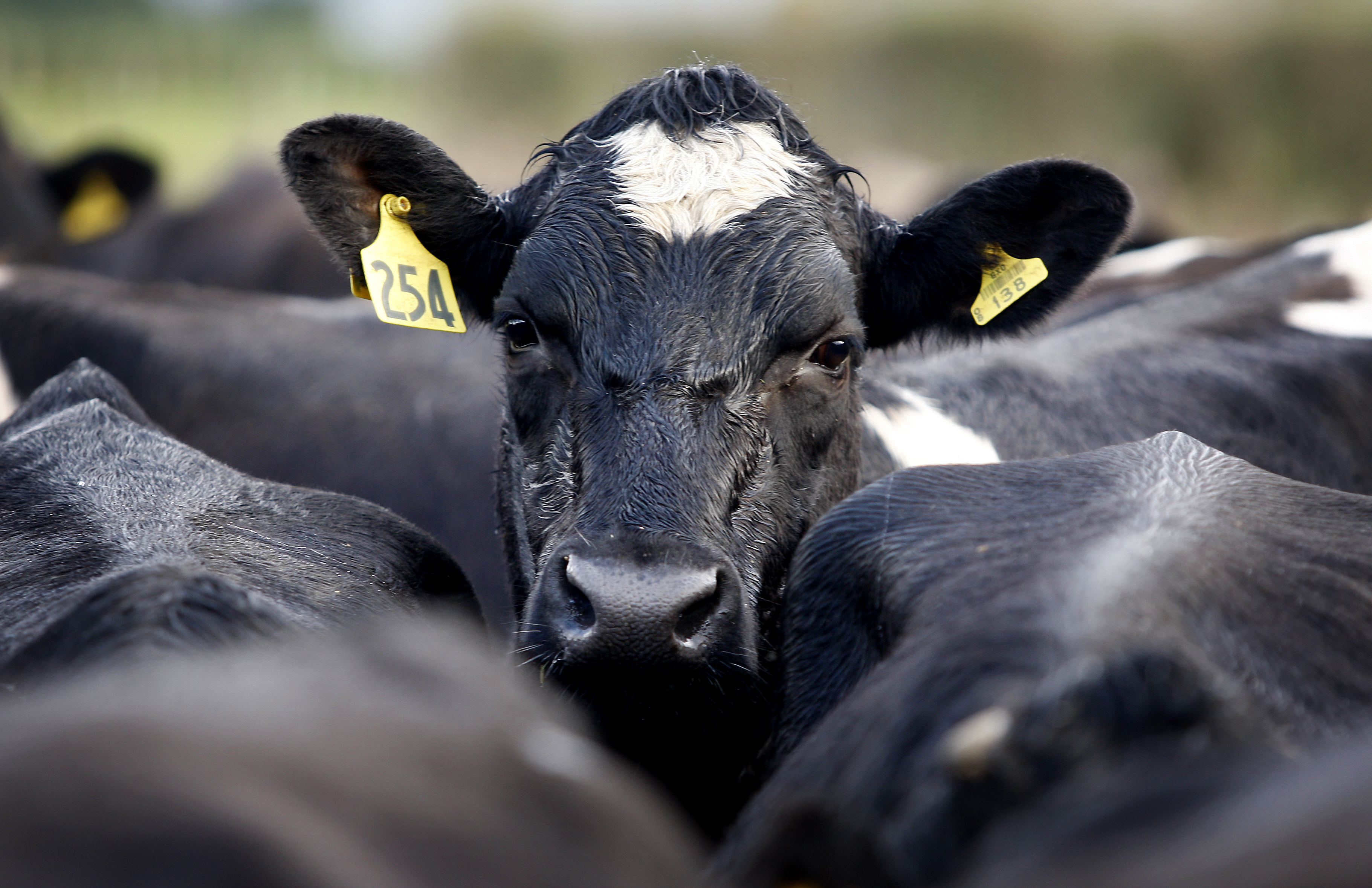 This is the third positive Global Dairy Trade event for 2024. Photo / Christine Cornege