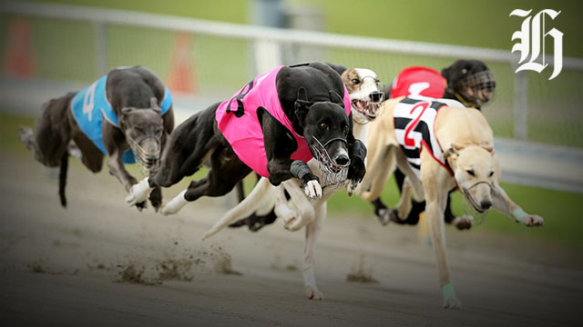 Bonus Race Post Greyhound Tv Greyhound Racing Greyhound As First