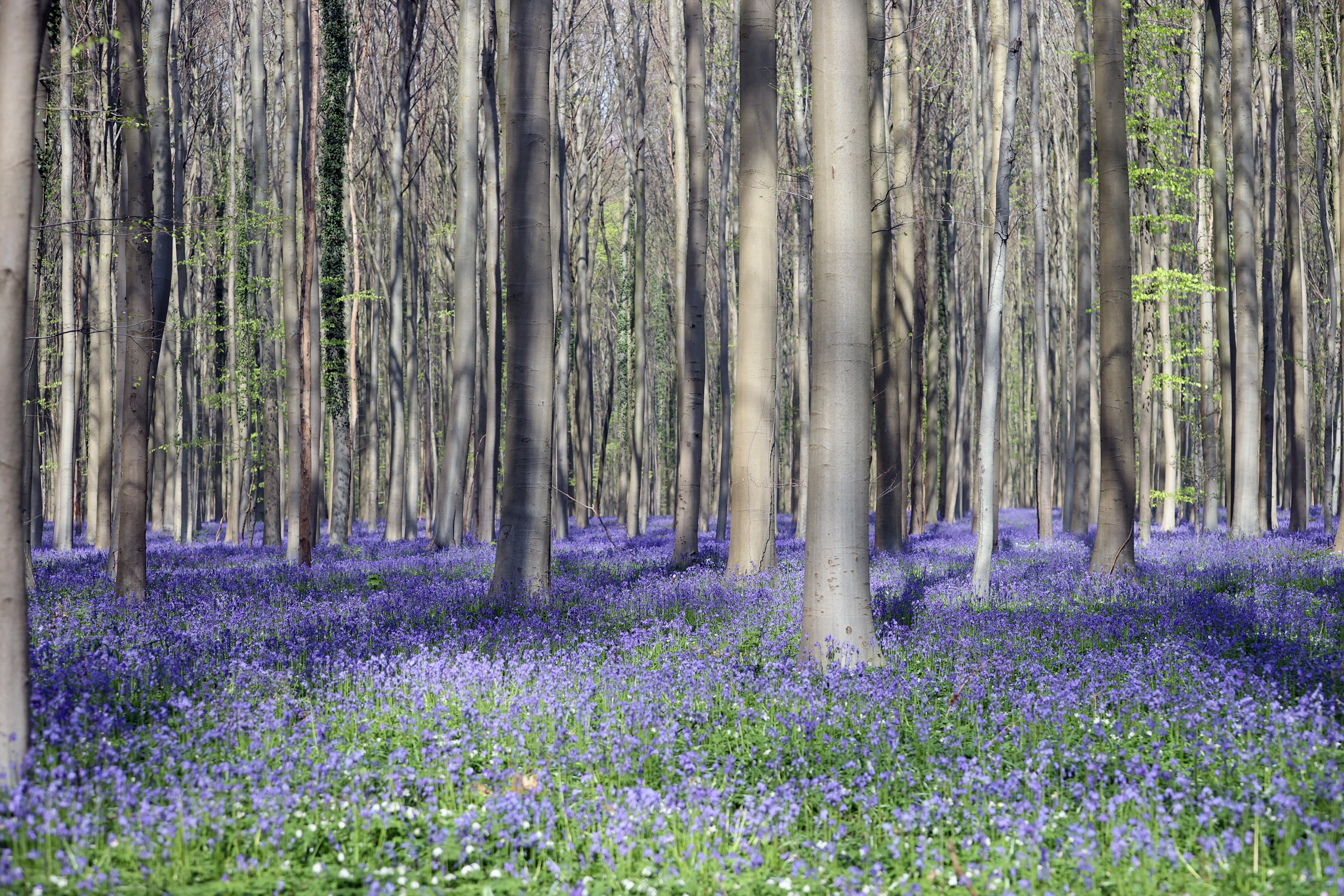A view of Hallerbos Forest after bluebells bloomed during springtime in Belgium. Photo / Getty