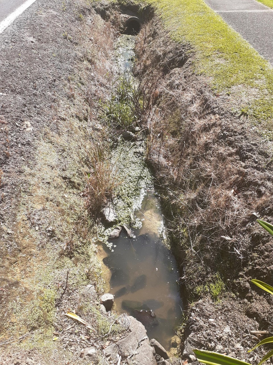 An open roadside drain with water pooling and toxic algae in Whenuapai Village. Photo / Supplied