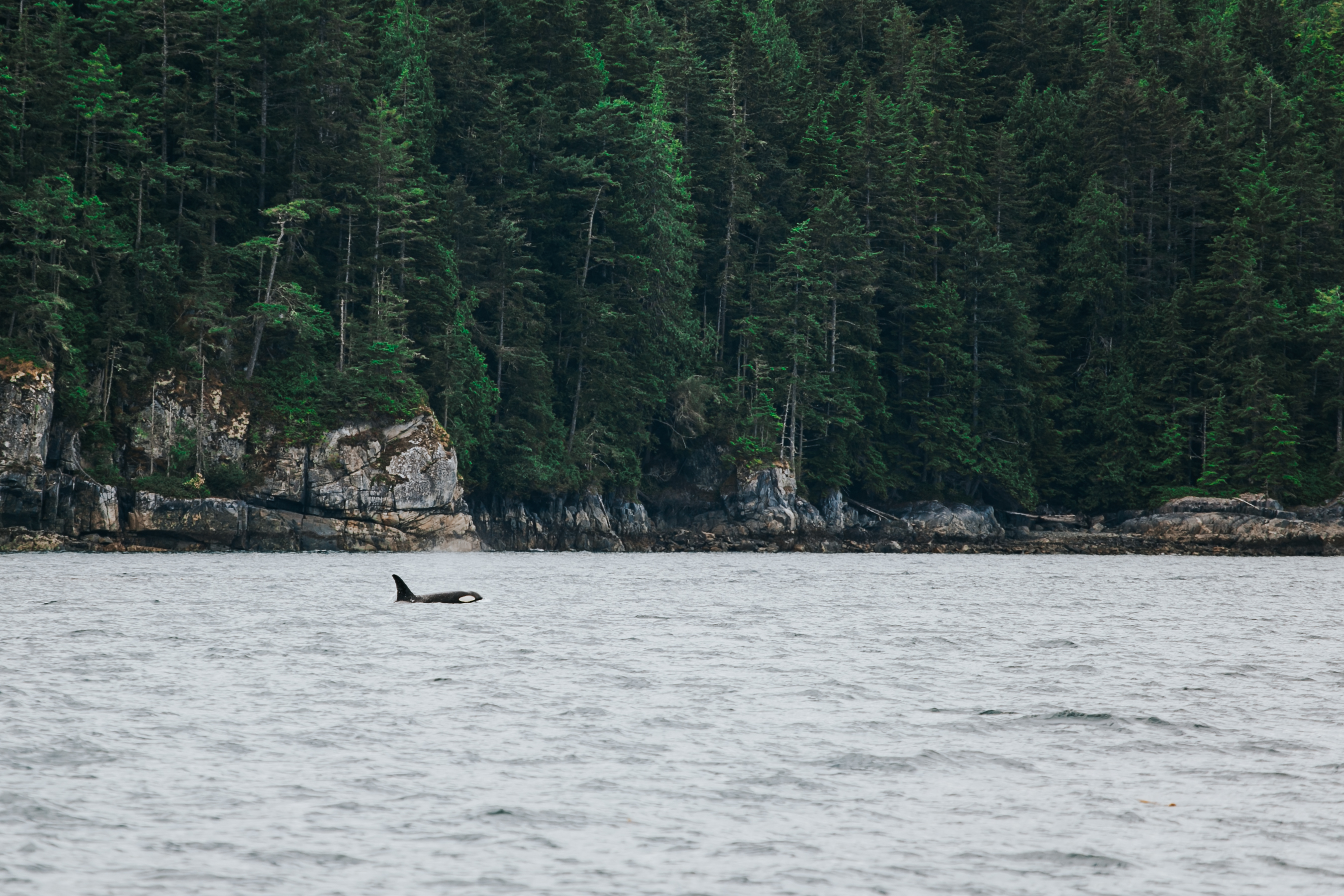 Orca watching tours should uphold wildlife viewing guidelines for responsible whale watching. Photo / Spirit of the West Adventures