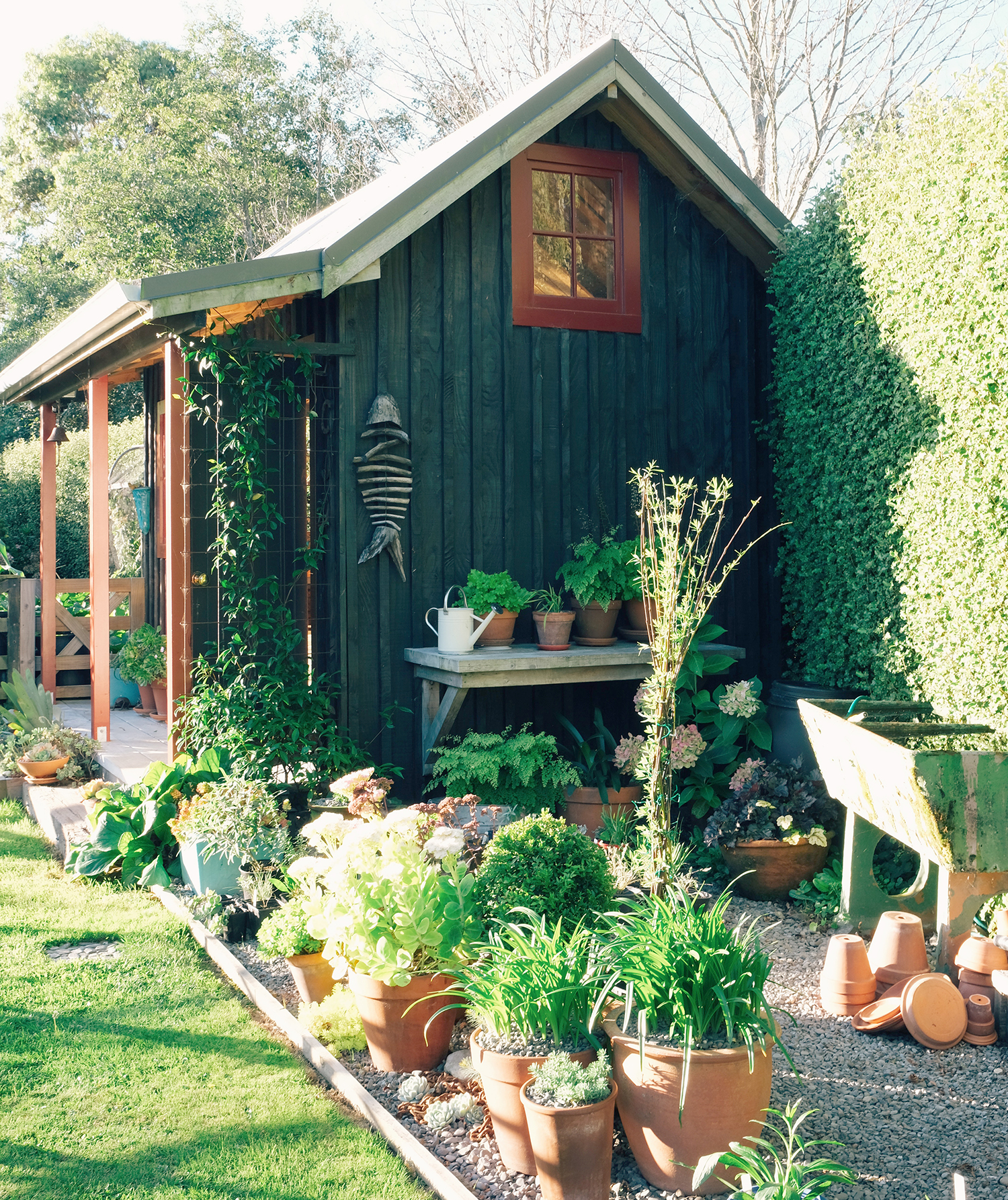 Jenny’s propagation area and garden shed. She uses troughs and barrels for stormwater run off and uses watering cans for much of her watering. Photo / Julia Atkinson-Dunn