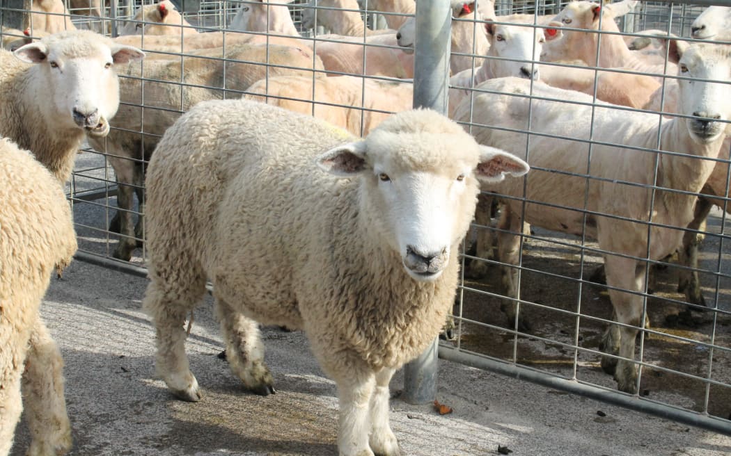 Lamb schedules have fallen in recent weeks with some companies now offering just $6.50 a kilo. Photo / RNZ / Carol Stiles