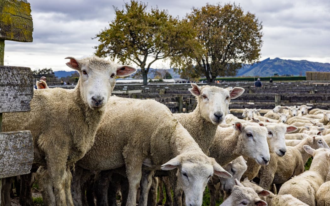 The decline in sheep numbers follows a 2 per cent drop the year before. Beef and dairy cattle numbers have also fallen. Photo / RNZ