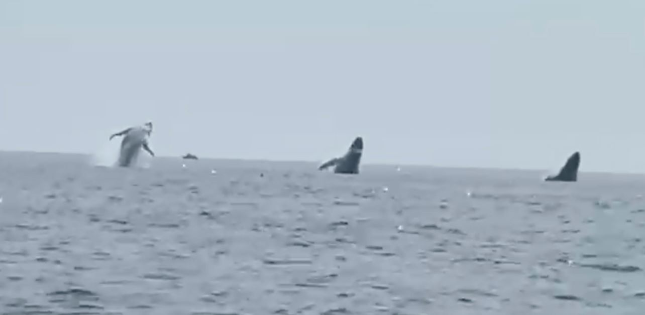 Three humpback whales leaping from the water off the coast of Cape Cod. Photo / AP