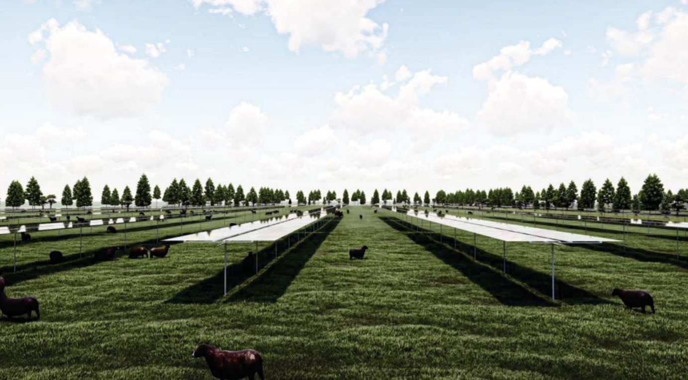 Artist’s impression of the Kaitaia solar farm showing how grazing will continue underneath and between the motorised panels.