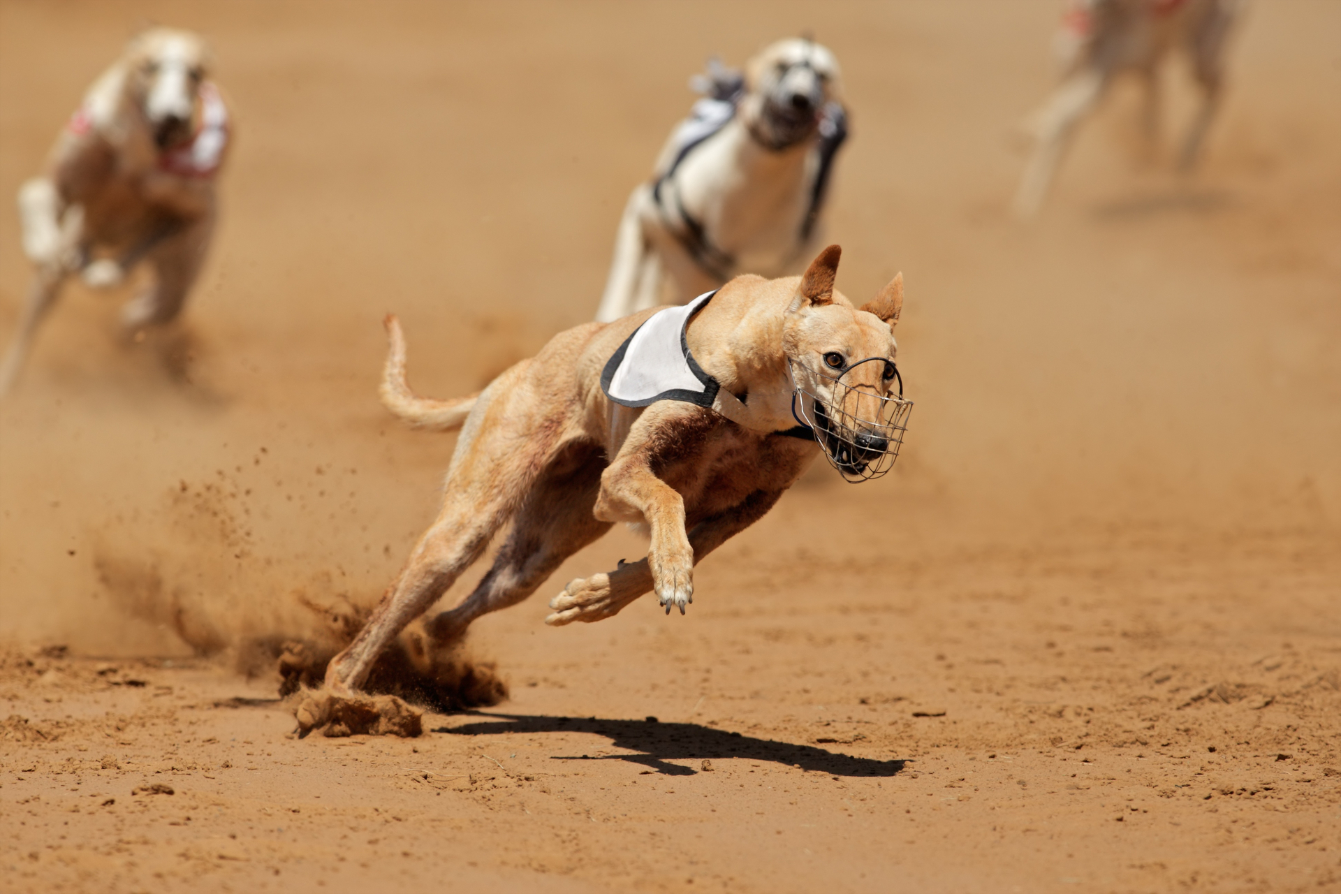 Greyhound racing has been outlawed in New Zealand. Photo / File-123RF