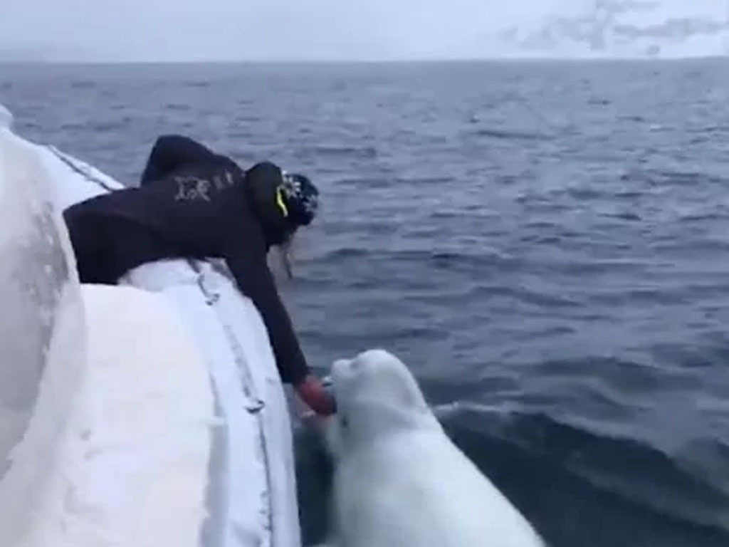 Nothing to see here – just a whale playing fetch with a rugby ball - NZ  Herald