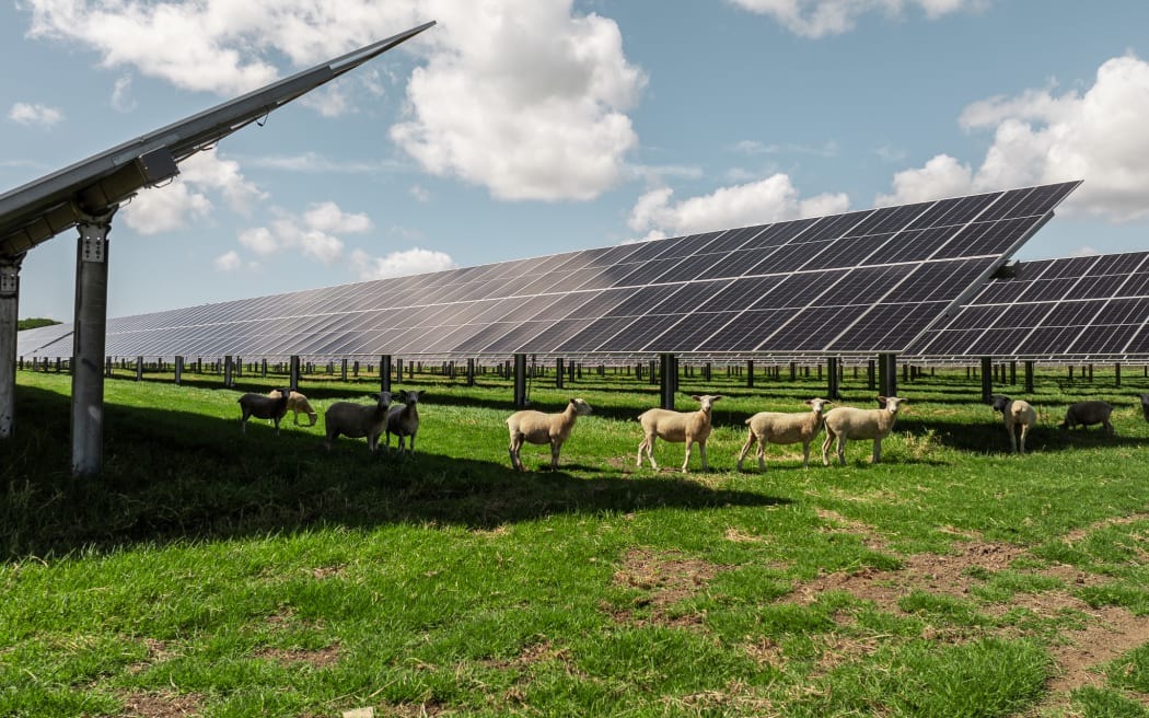 Sheep graze under the panels at Lodestone's Kohira solar farm, near Kaitāia, that opened earlier this year.