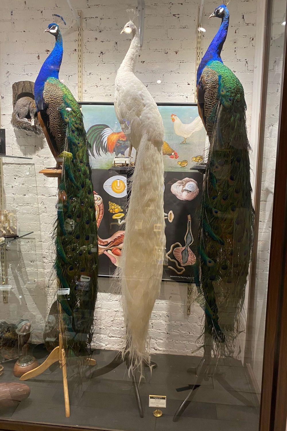 Taxidermy peacocks sit proudly at Evolution. 