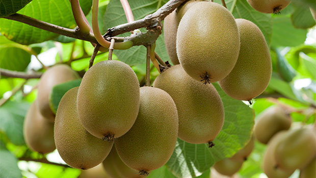 There were 350 hectares for gold kiwifruit were up for grabs this year. Photo / File