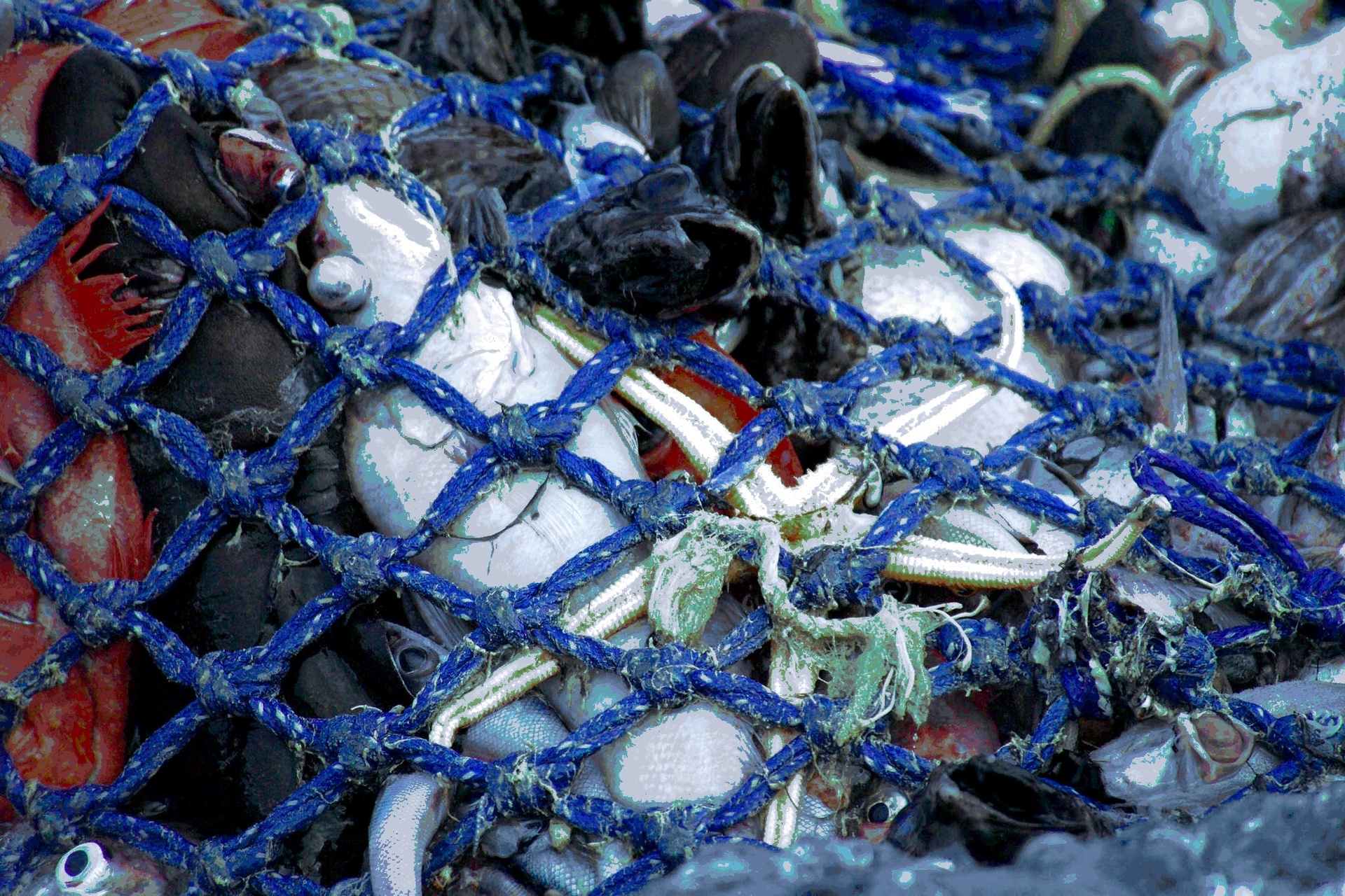 Environment groups have been critical over the Government's policy shifts in the oceans space. Photo / Greenpeace