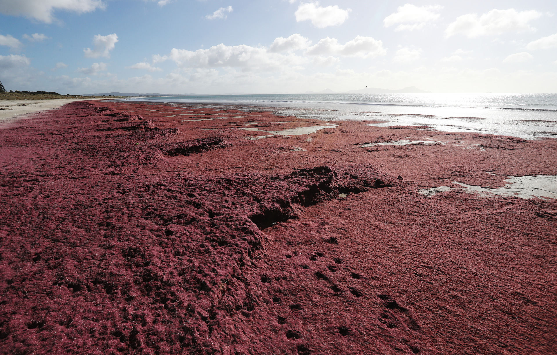 The thick crimson algal bloom carpeting Waipū Cove this week. Photo / Michael Cunningham