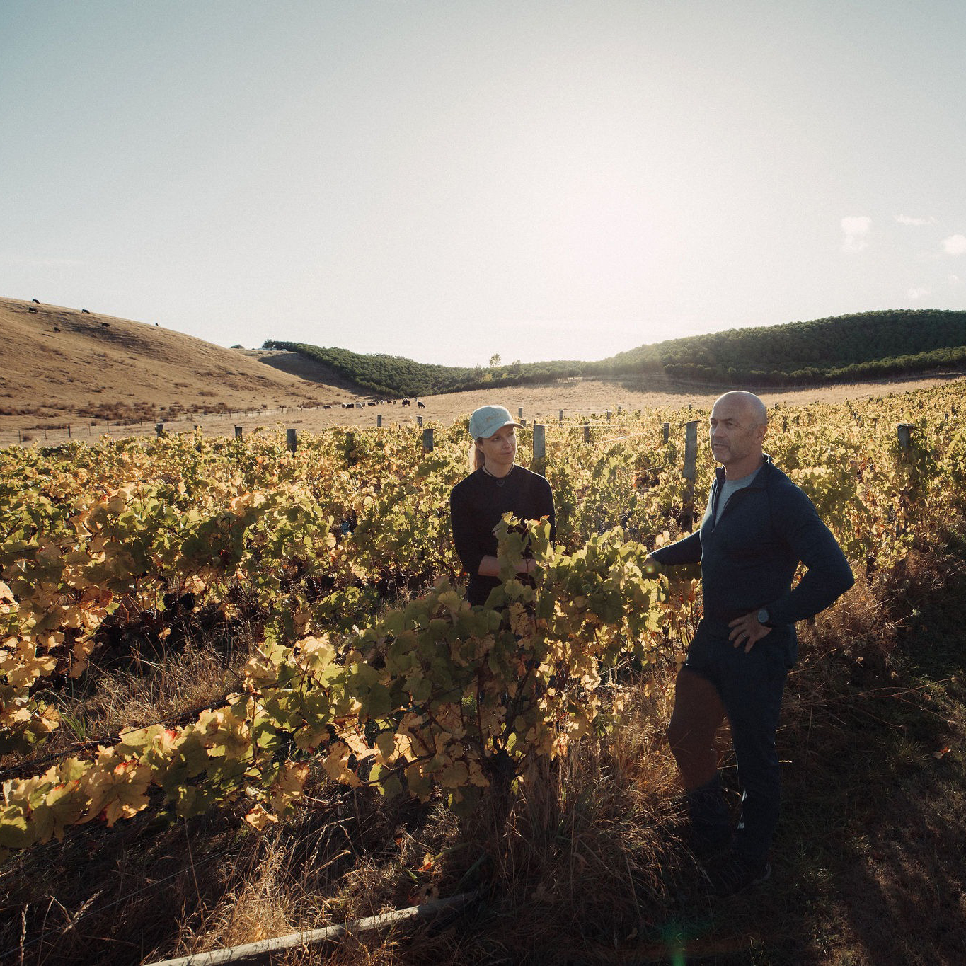 One of Blank Canvas's vineyards