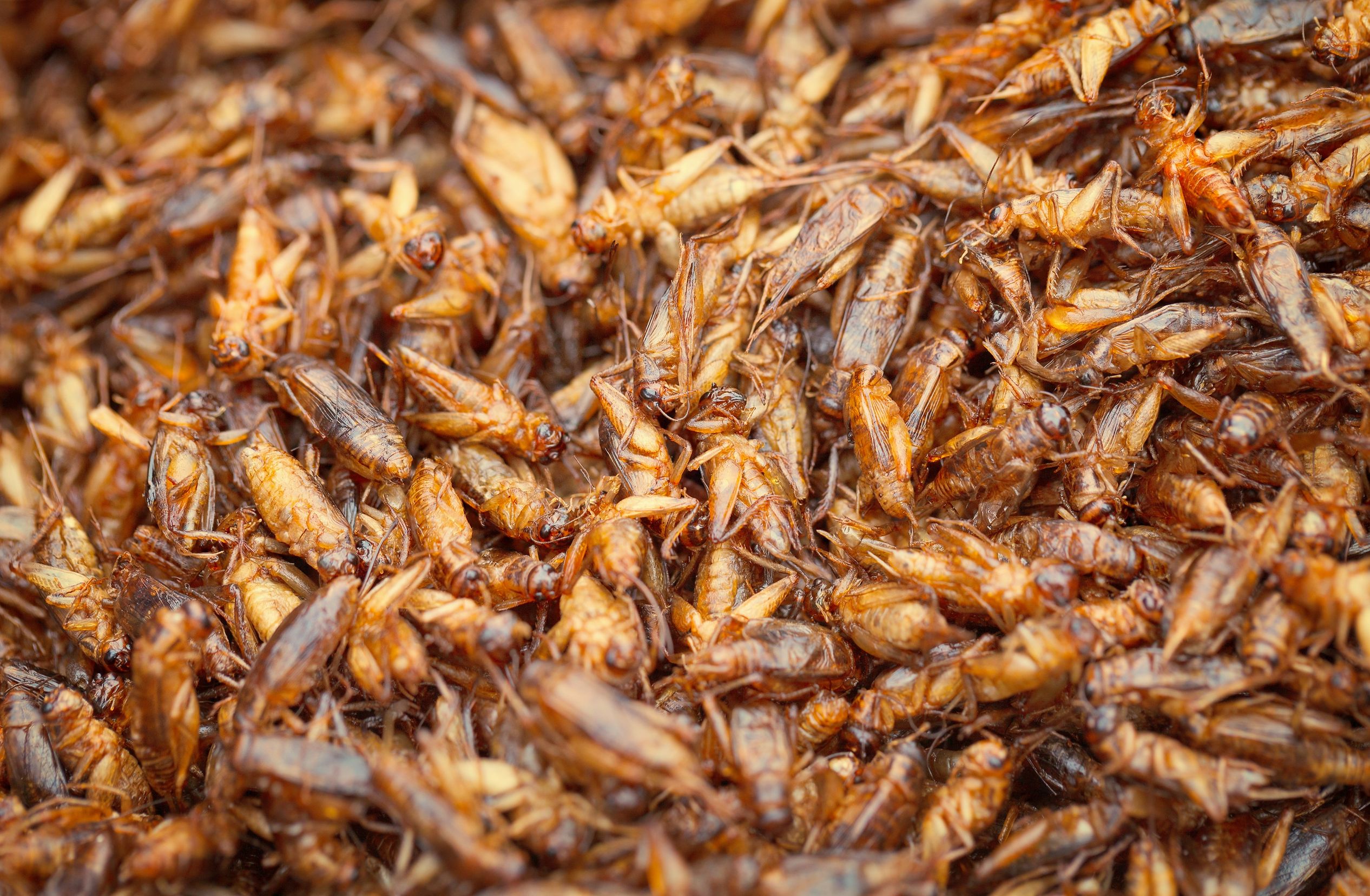 Fancy some crickets fried in oil? Photo / 123rf