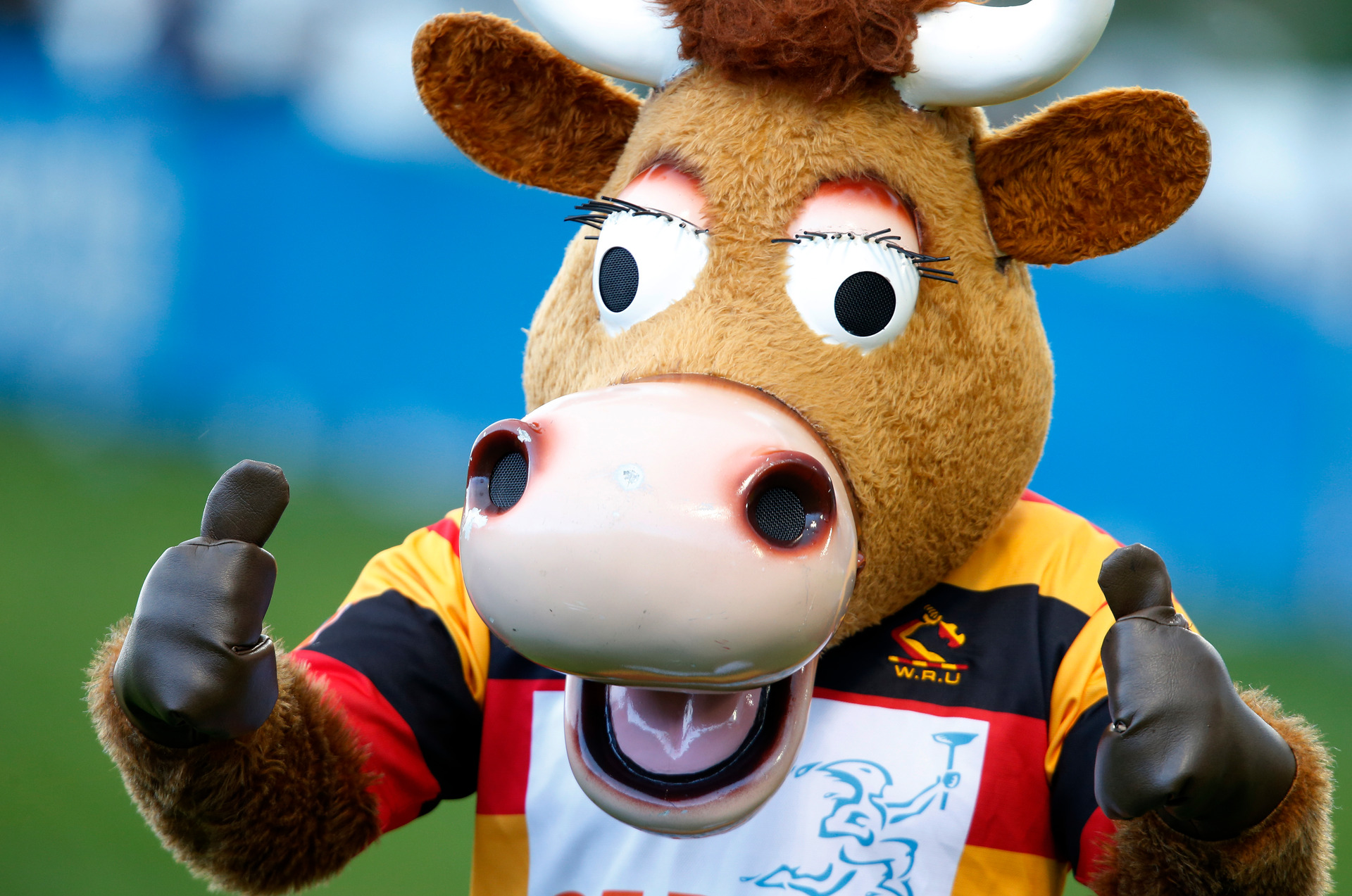 Mooloo the Waikato rugby mascot before Northland Taniwha vs Waikato at Toll Stadium, Whangārei in 2017. Photo / Michael Cunningham