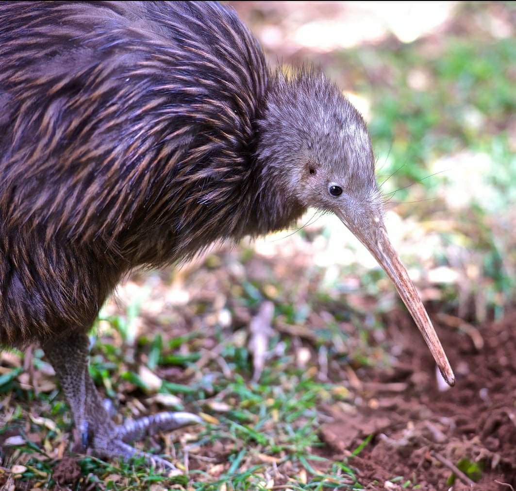 Taonga species are the target as updated legislation will aim to offer more protection. Photo / Les Feasey