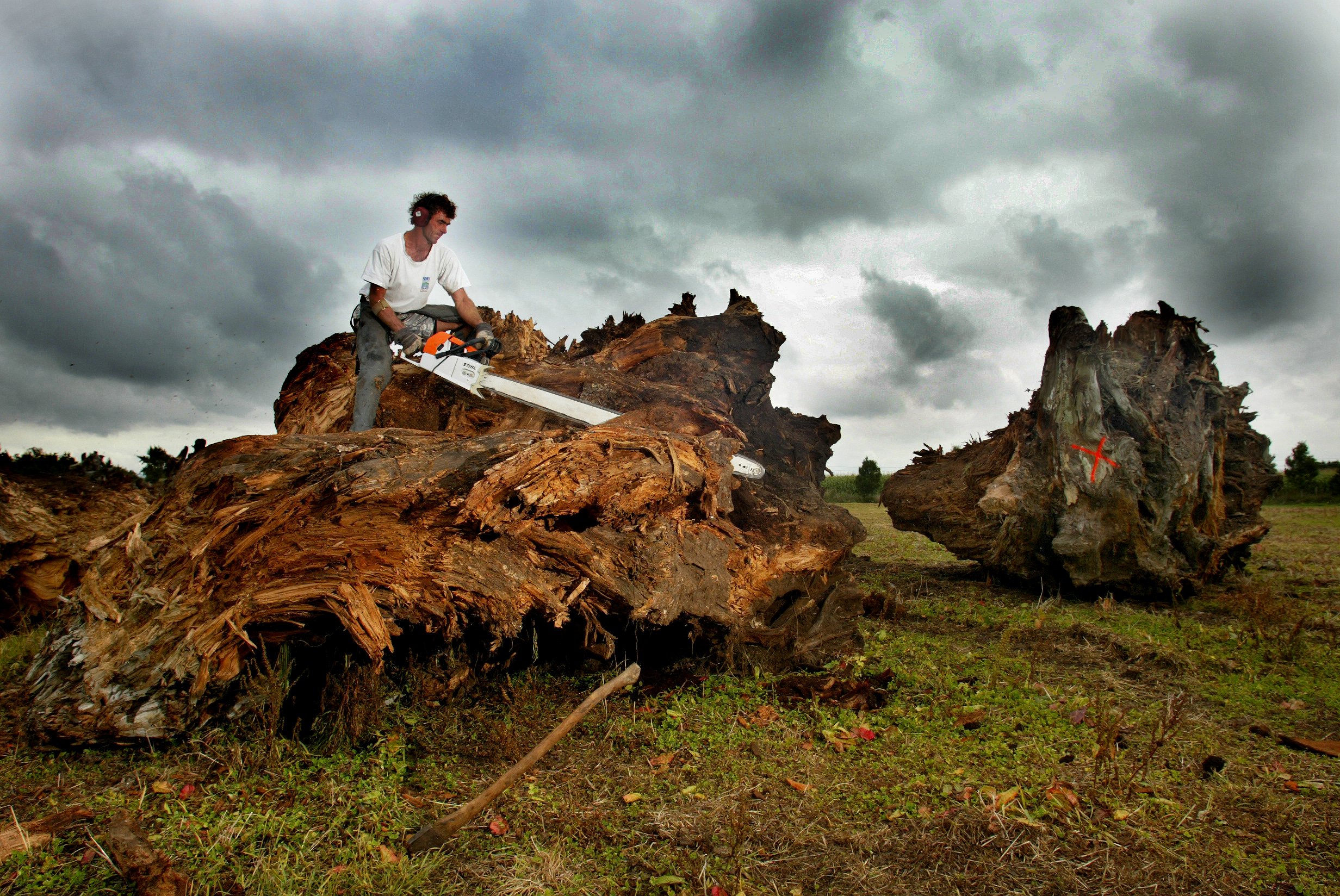 swamp kauri wood