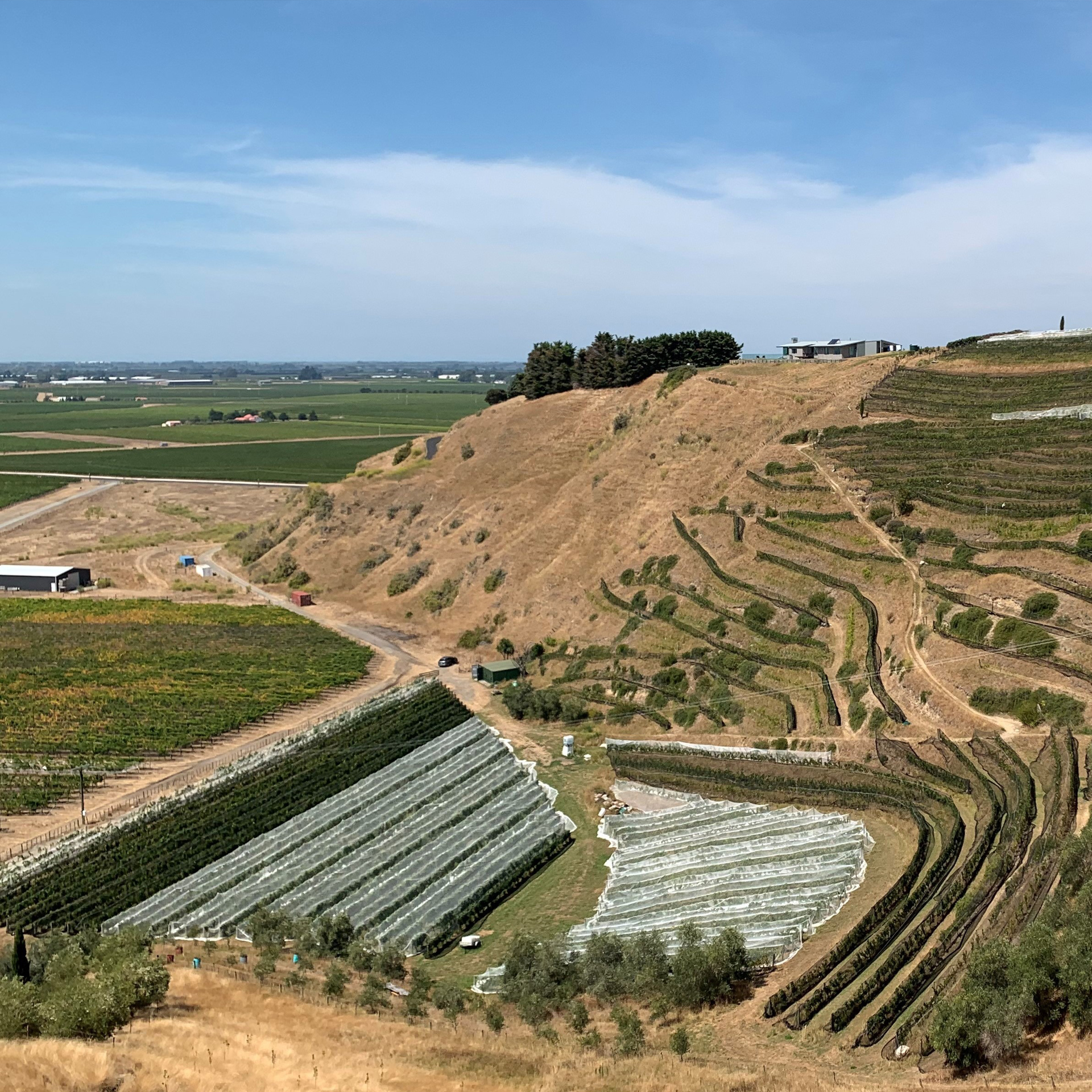 One of Bilancia's vineyards.