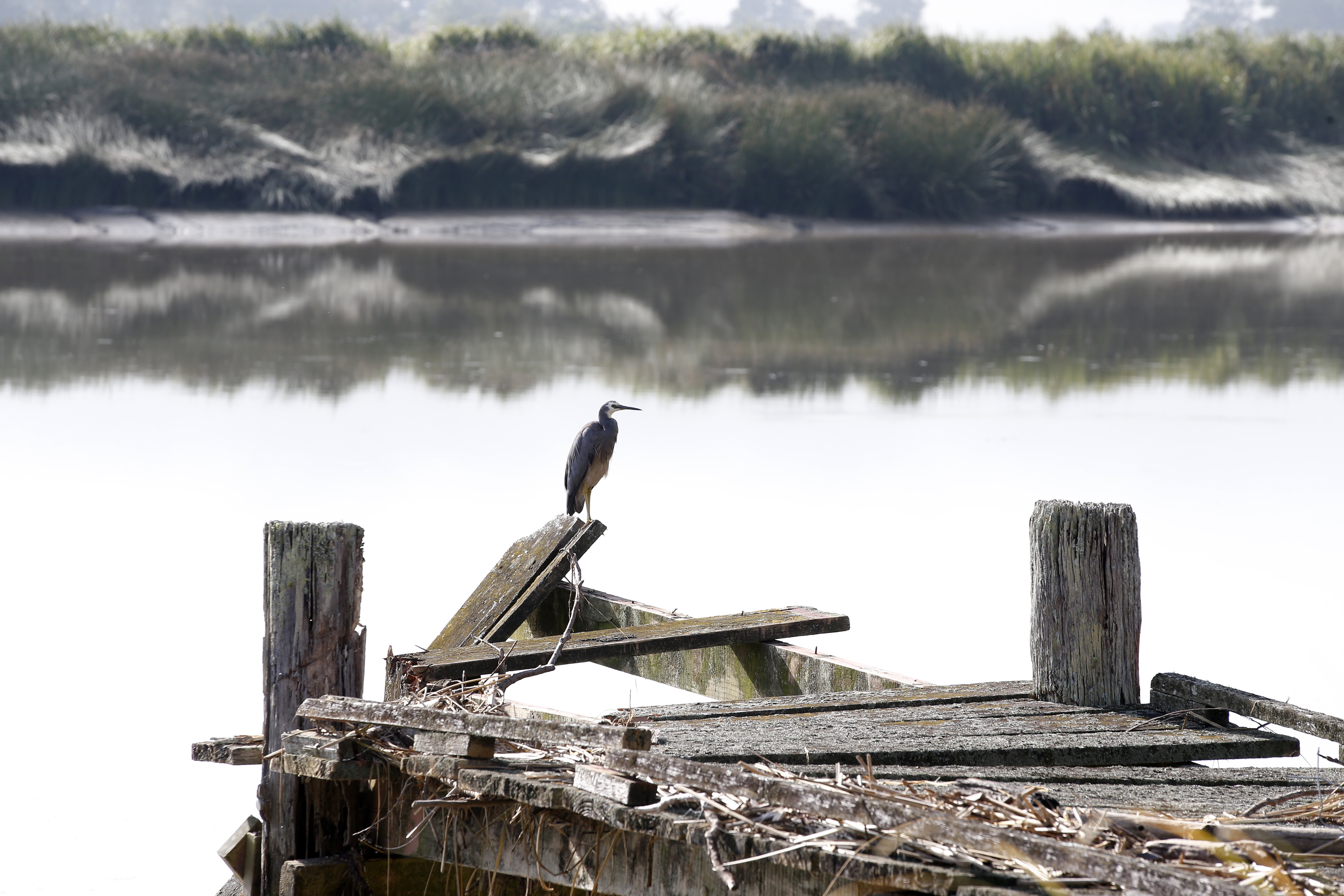 There is still bird life on the banks of the Northern Wairoa River in Dargaville but the high levels of aluminium could be potentially toxic to marine life. Photo / Michael Cunningham