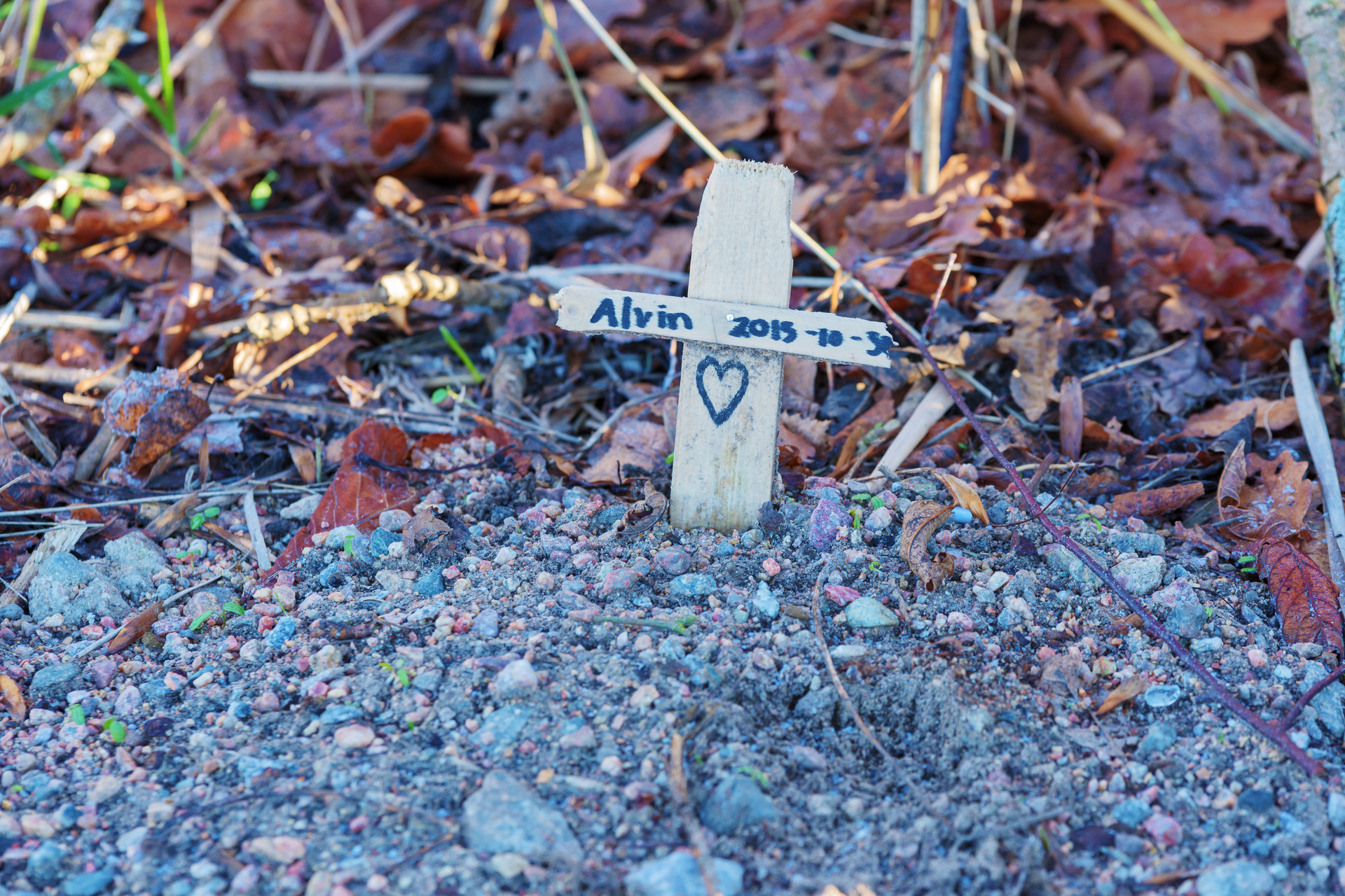 Can You Bury Pets In Your Garden Fasci Garden