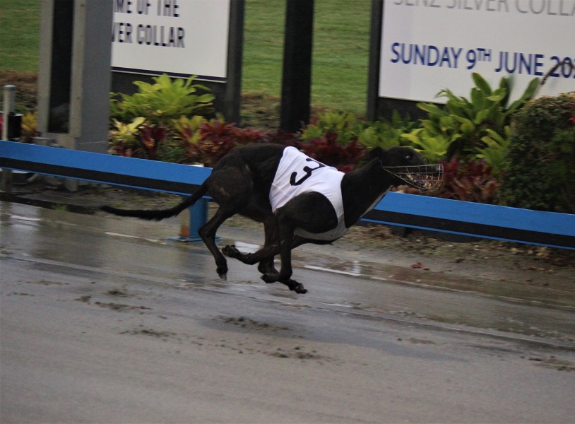 The final greyhound racing event is expected to be in July 2026.