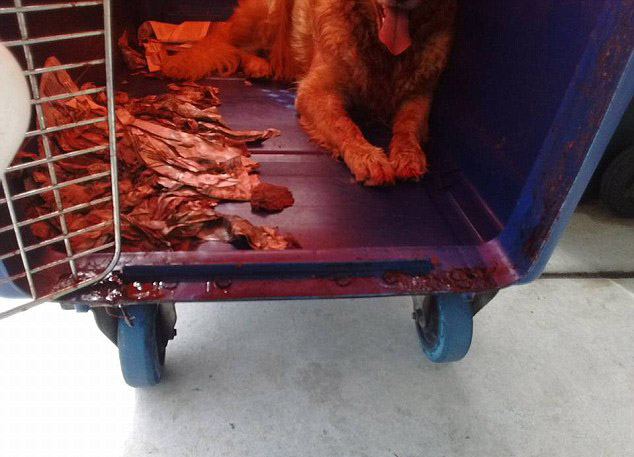 Kenyalogy Shipping A Pet To Another State Kenyalogy Shipping