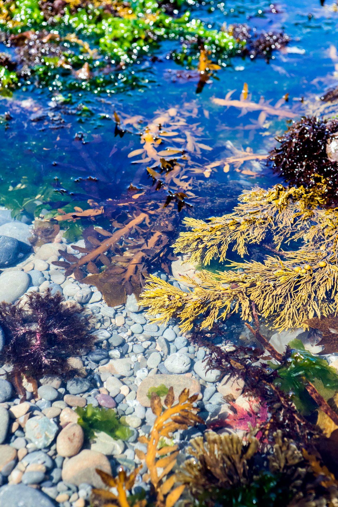 A multitude of seaweeds thrive off Wellington's south coast. Photo / Nicola Edmonds