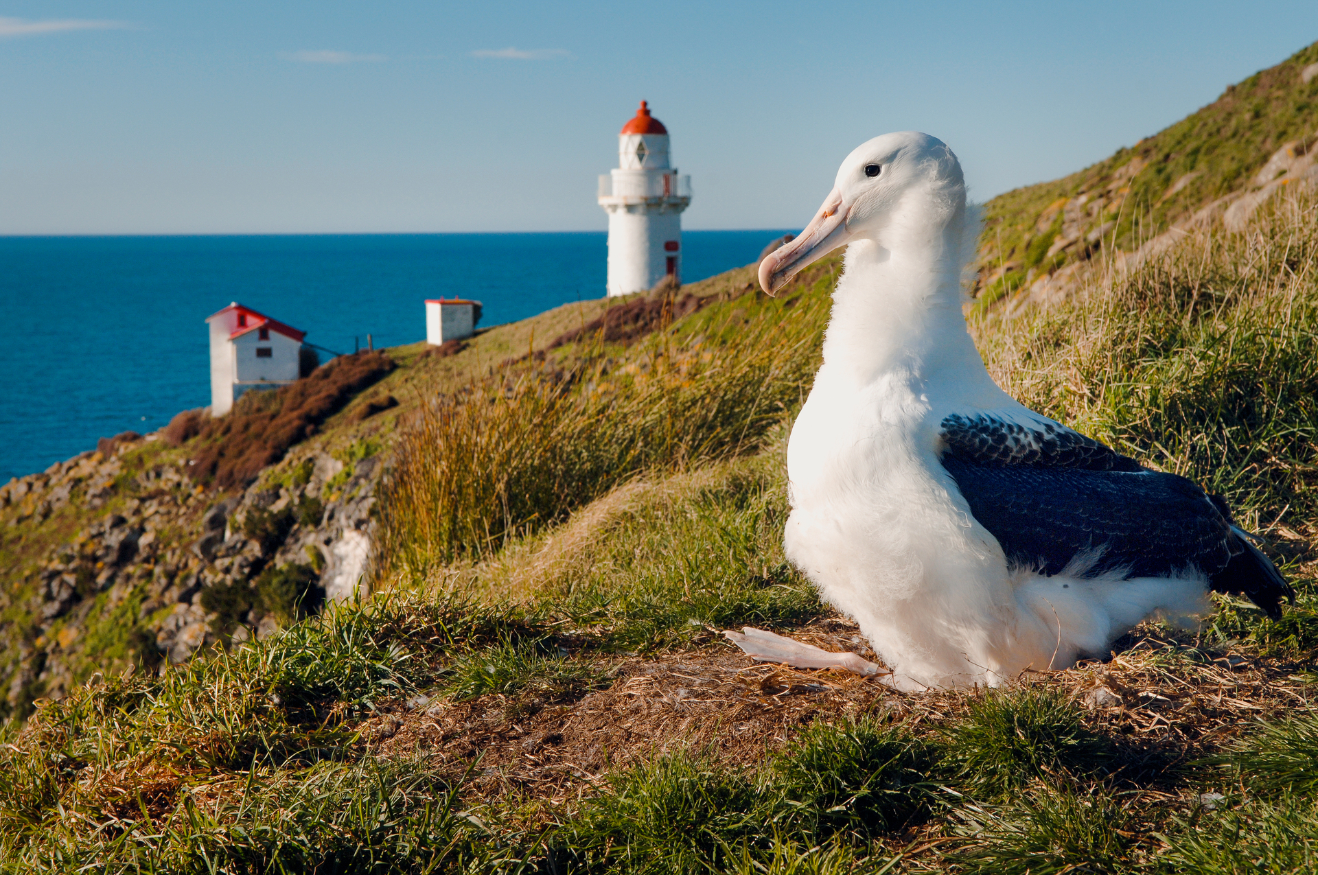 Still sporting some baby down, a 7-month-old juvenile royal albatross on Taiaora Head. Photo / Enterprise Dunedin