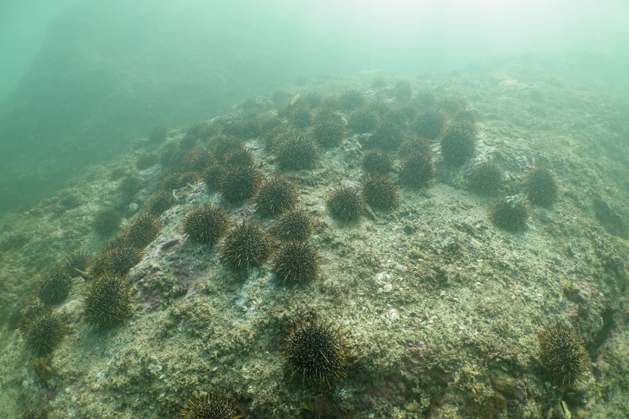 Kina barrens are caused by over-fishing of kōura (crayfish) tāmure (snapper) and other fish that predate kina. Photo / Supplied