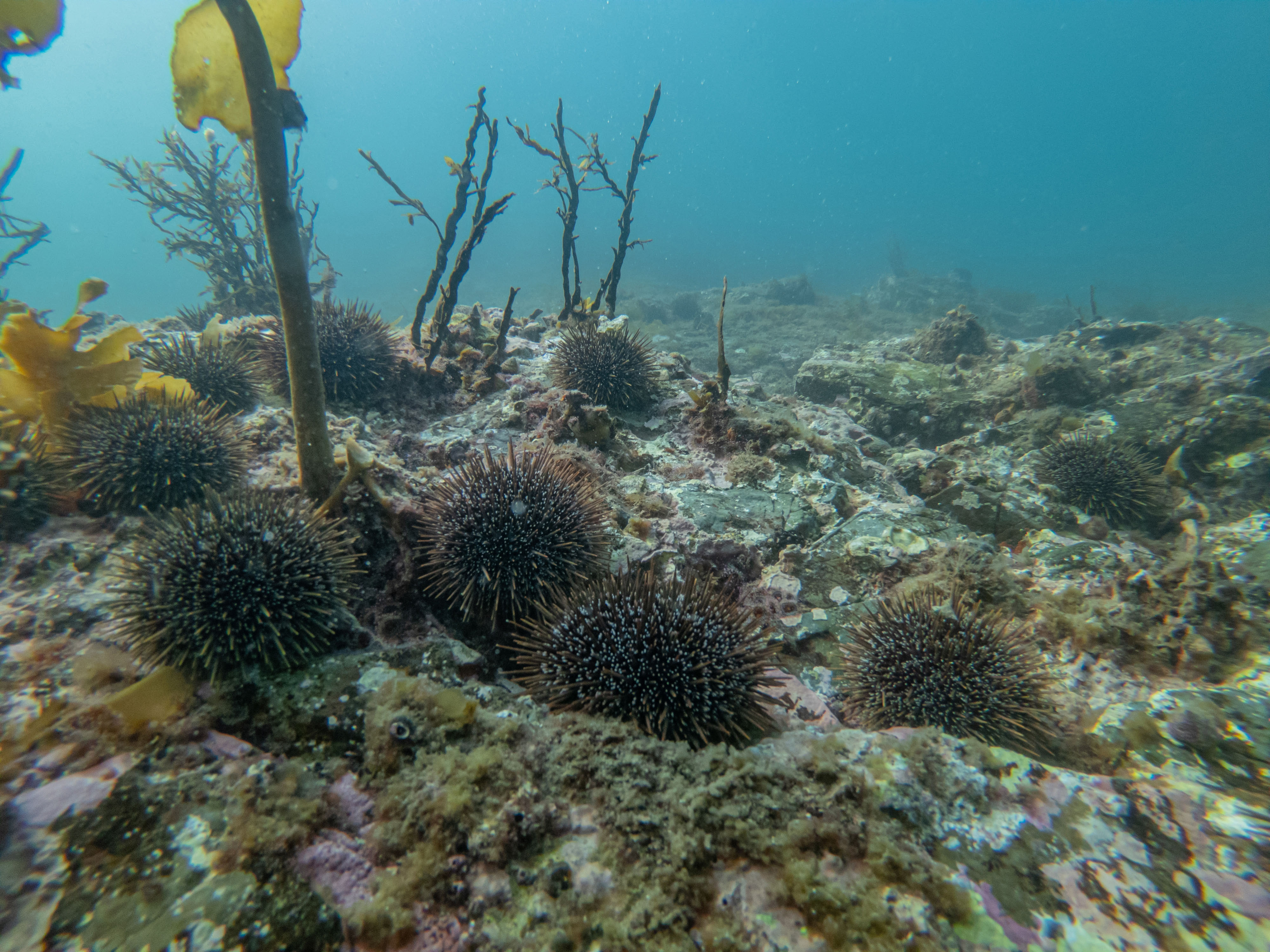 In some areas in Northland, colonies of kina have been known to infest to such an extent that it turns the seabed barren. Photo/Shaun Lee