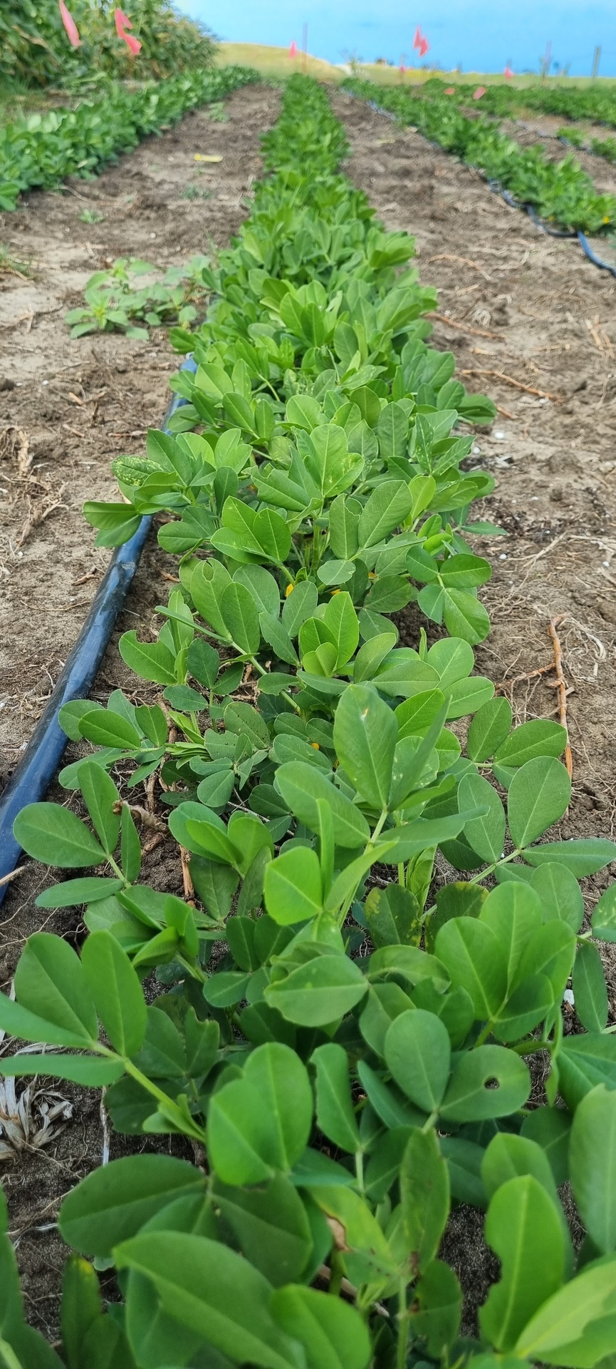 Peanuts in the ground in the Northland trial
