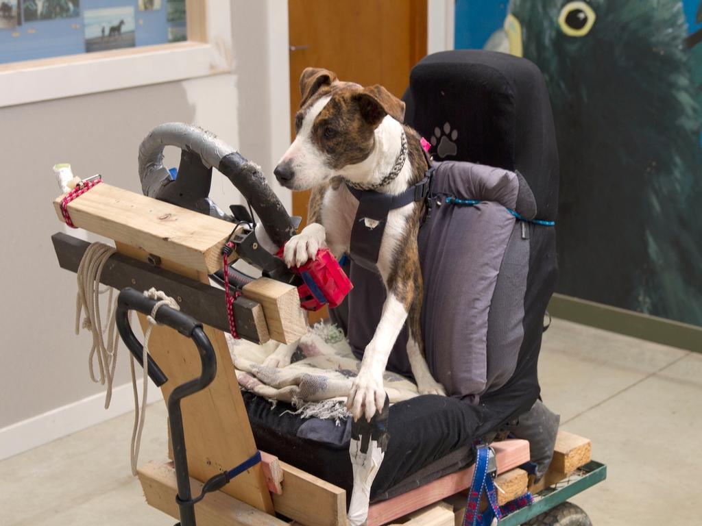Dogs can drive here's the proof (+video) NZ Herald