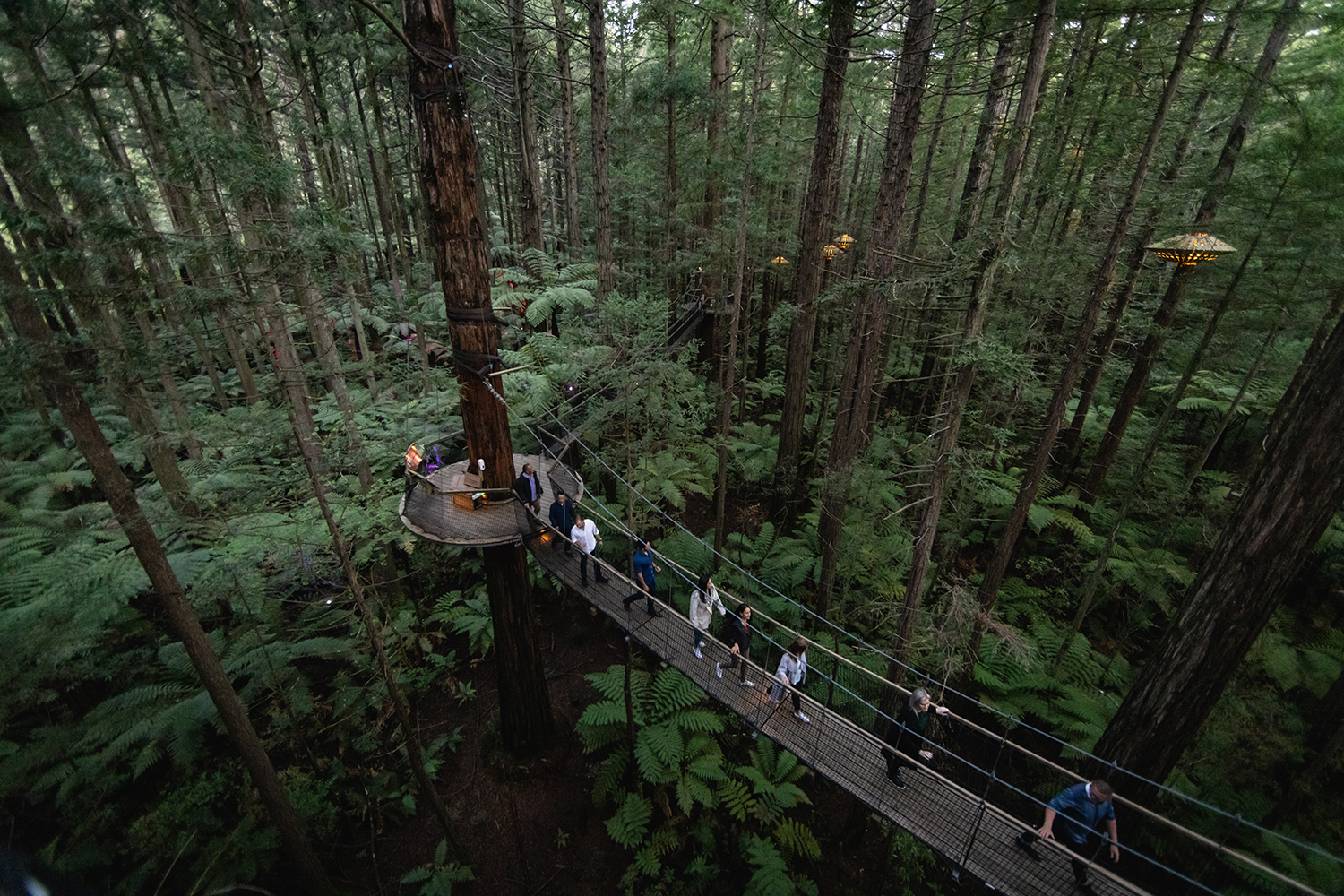 The 700-metre-long eco-tourism walk by Redwoods Treewalk is a magical experience that radiates tranquillity. Photo / Cameron Mackenzie