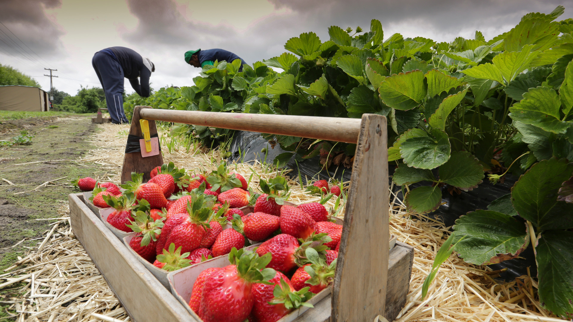 Summer berry bounty at Scotts Berry Farm, Havelock North. Photo / Doug Laing