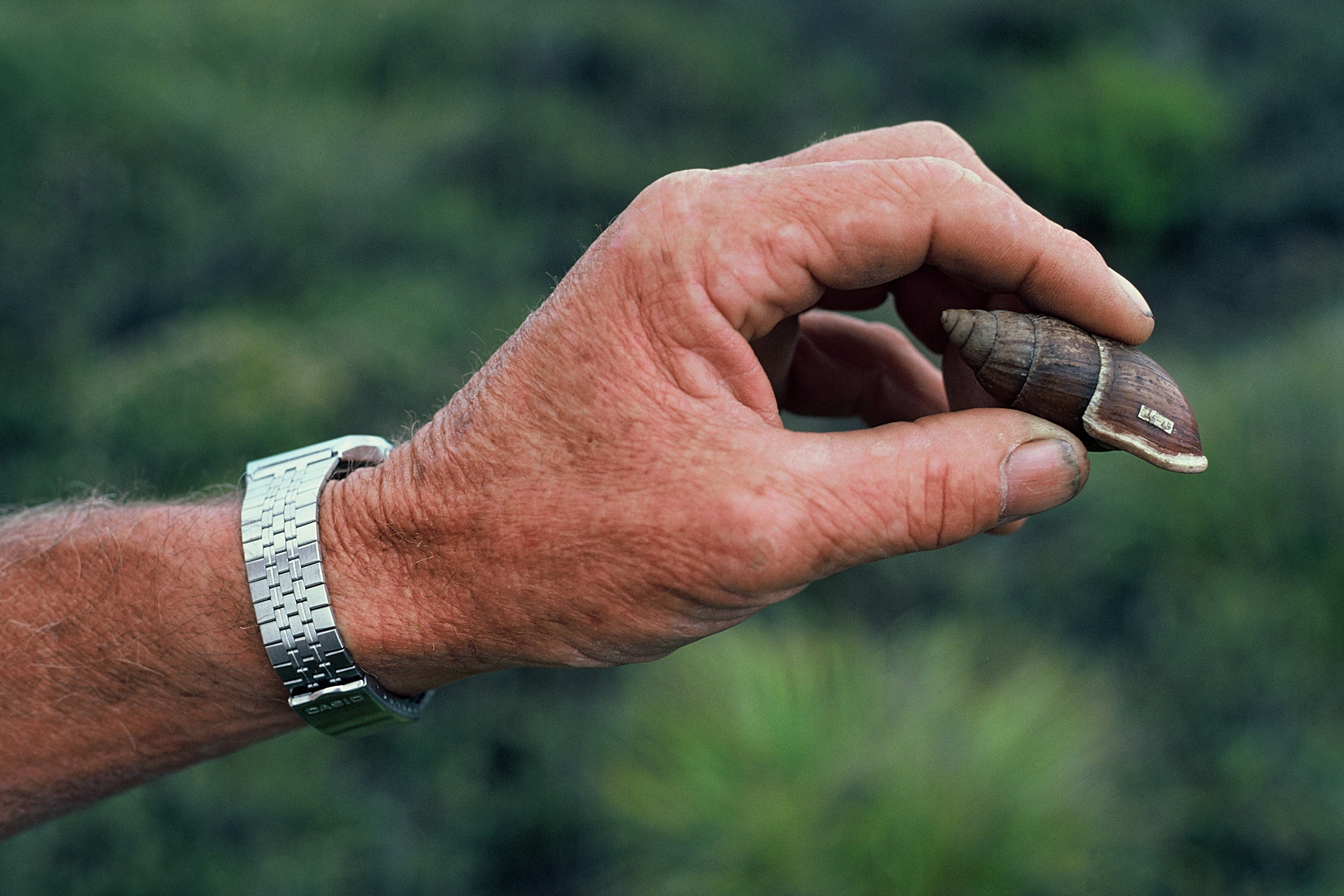 The Northland flax snail. Photo / C Rudge