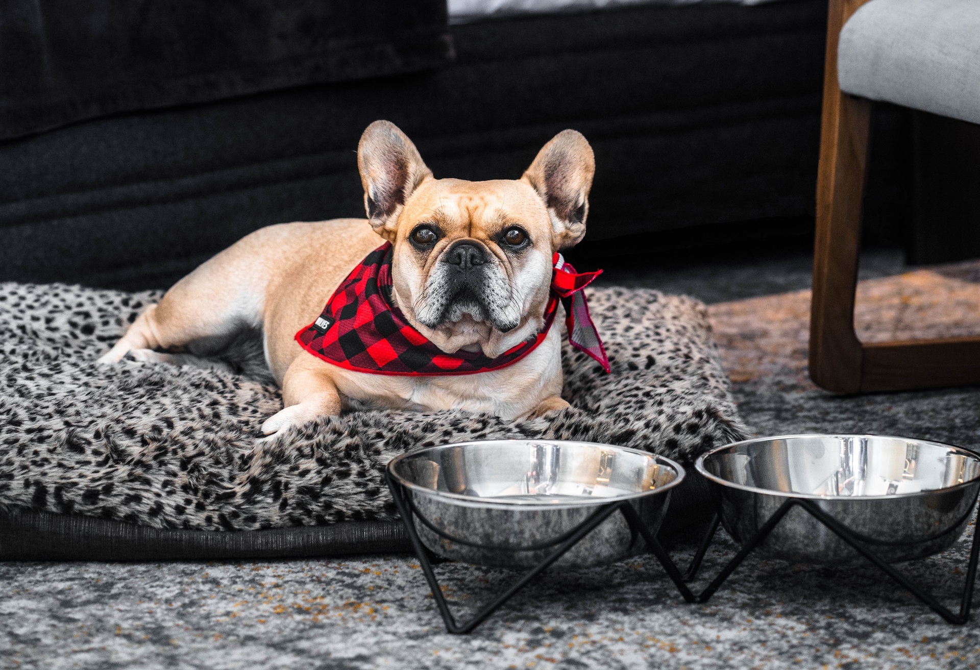 Luxury Hotel Brand Launches Dog Friendly Suites With Canine Rates Nz Herald