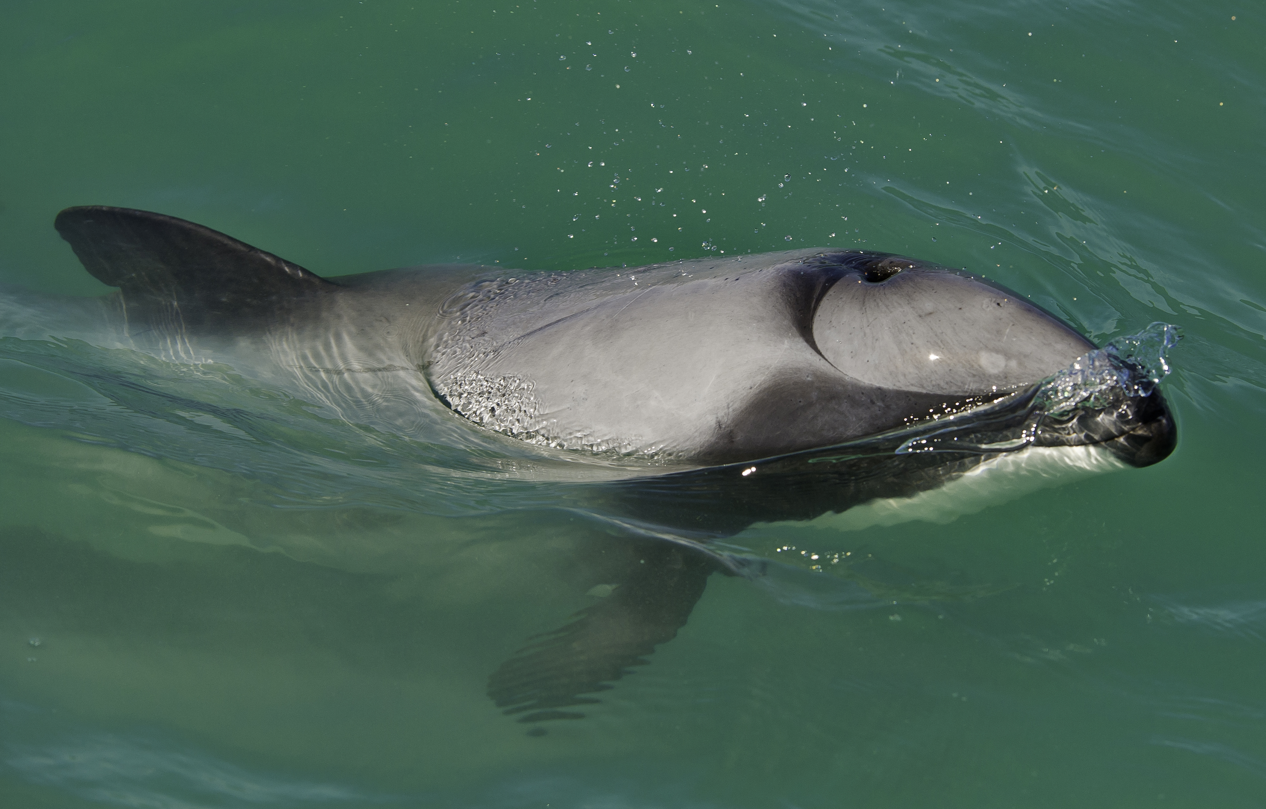 Hector's dolphin: Their numbers have revived since a marine mammal sanctuary was declared around Banks Peninsula. Photo / Getty Images