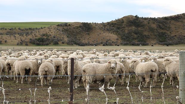 Farmer remains passionate about wool's future - NZ Herald