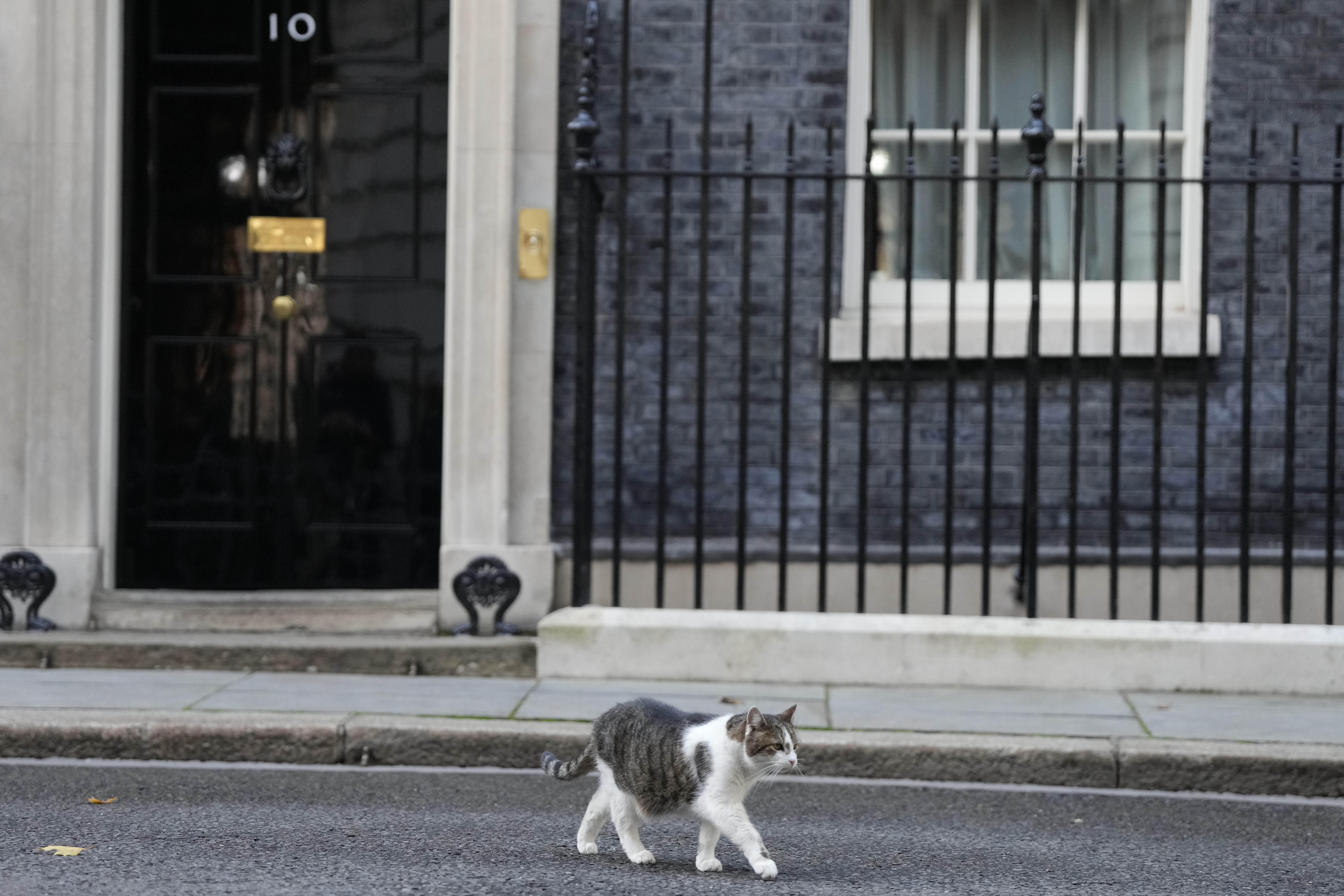 Larry the cat, Chief Mouser to the Cabinet Office leaves 10 Downing Street as British Prime Minister Liz Truss struggles to retain her authority. Photo / Frank Augstein, AP