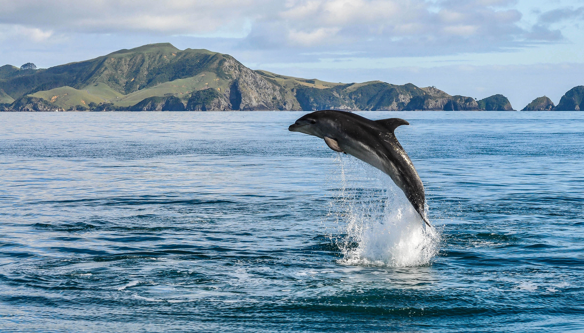 To find tour operators that put animals first, seek out guides who subscribe to a 'look, but don't touch' policy. Photo / Getty Images