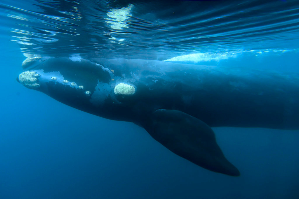 A Southern right whale glides in the waters off El Doradillo Beach, Patagonia, Argentina, during the annual whale migration from Antarctica toPatagonia to give birth and feed their offspring. Photo / , AP