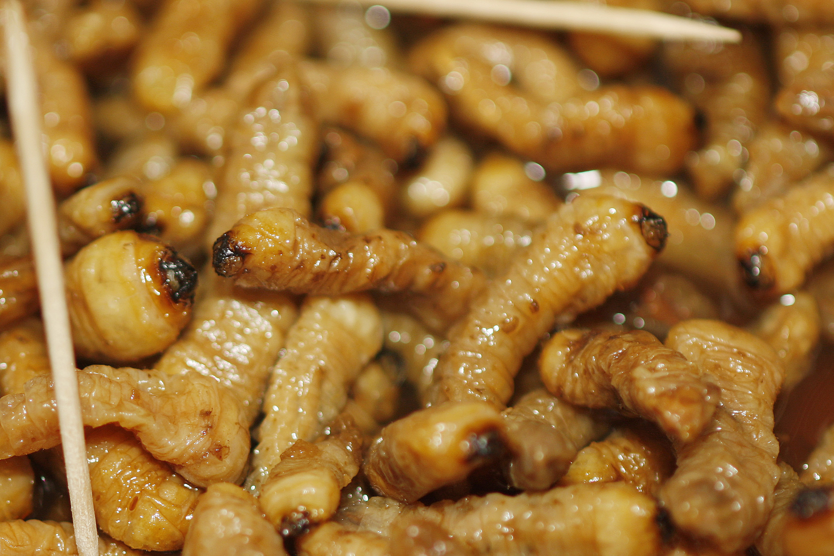Huhu grubs from New Zealand are pretty foul when eaten raw. Photo / File