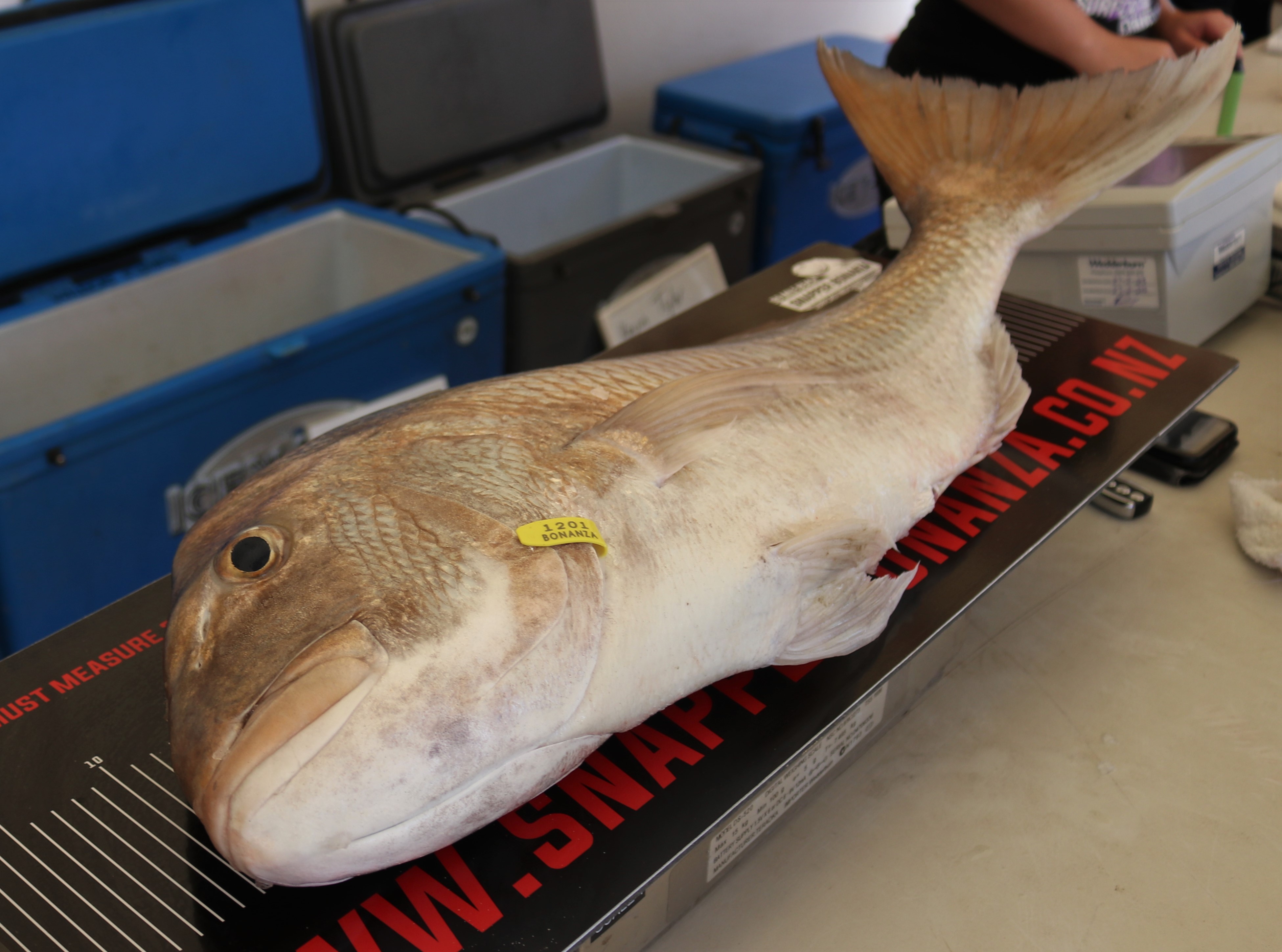 This is what $32,000 looks like in fish form. Photo / Peter de Graaf