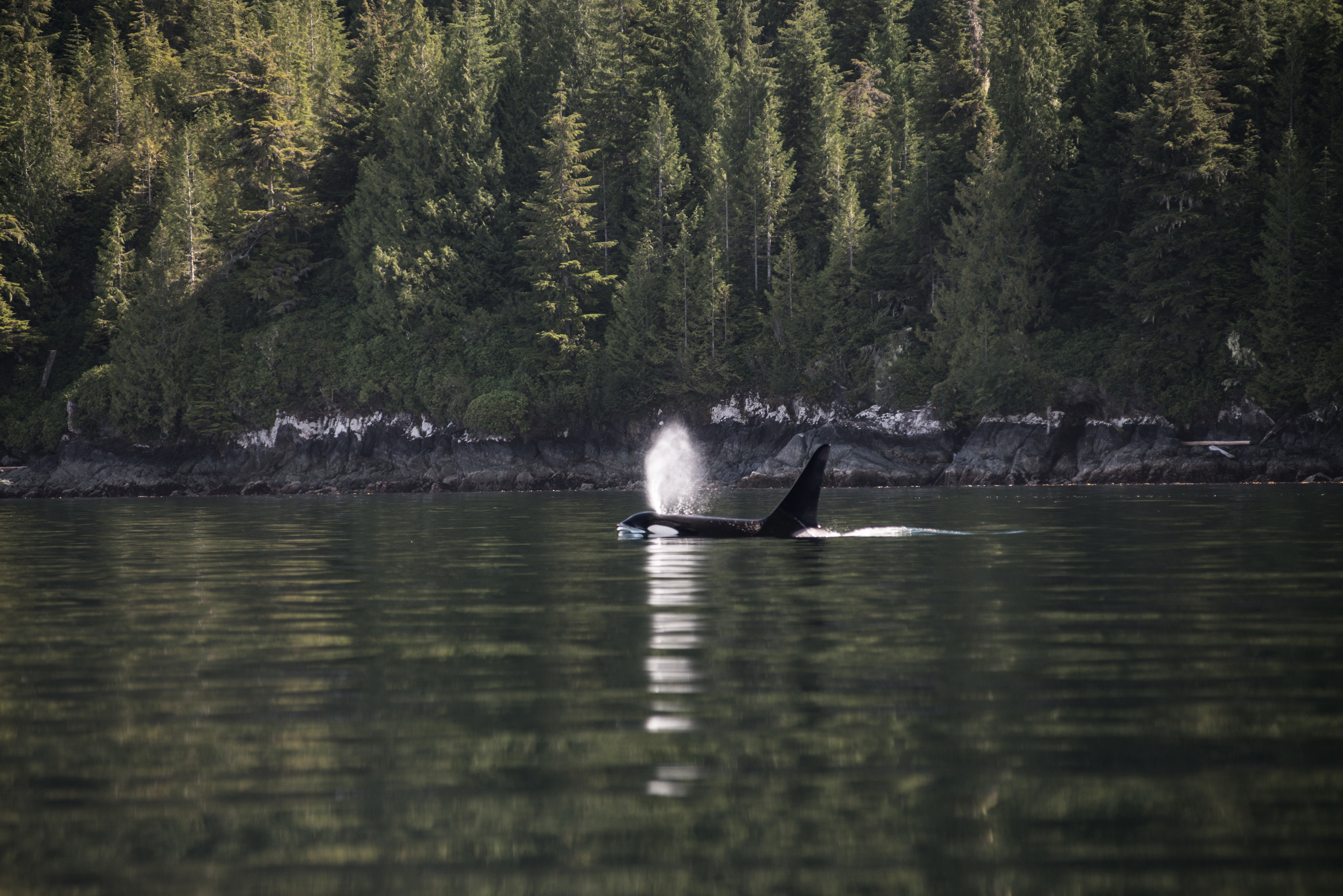 Orcas can be found all over the world. Photo / Spirit of the West Adventures