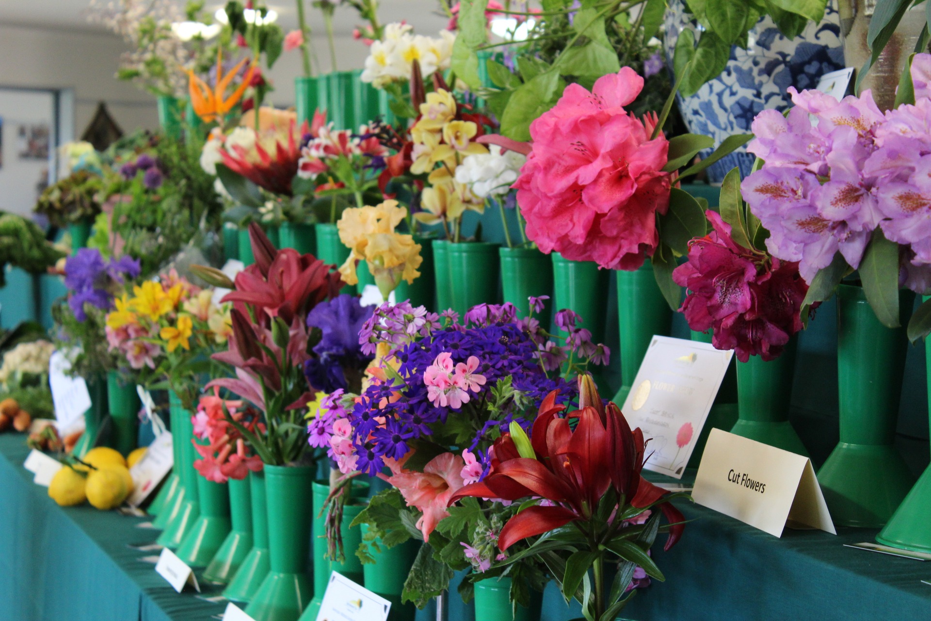 Kapiti Retirement Trust Garden Showing A Blooming Success Nz Herald