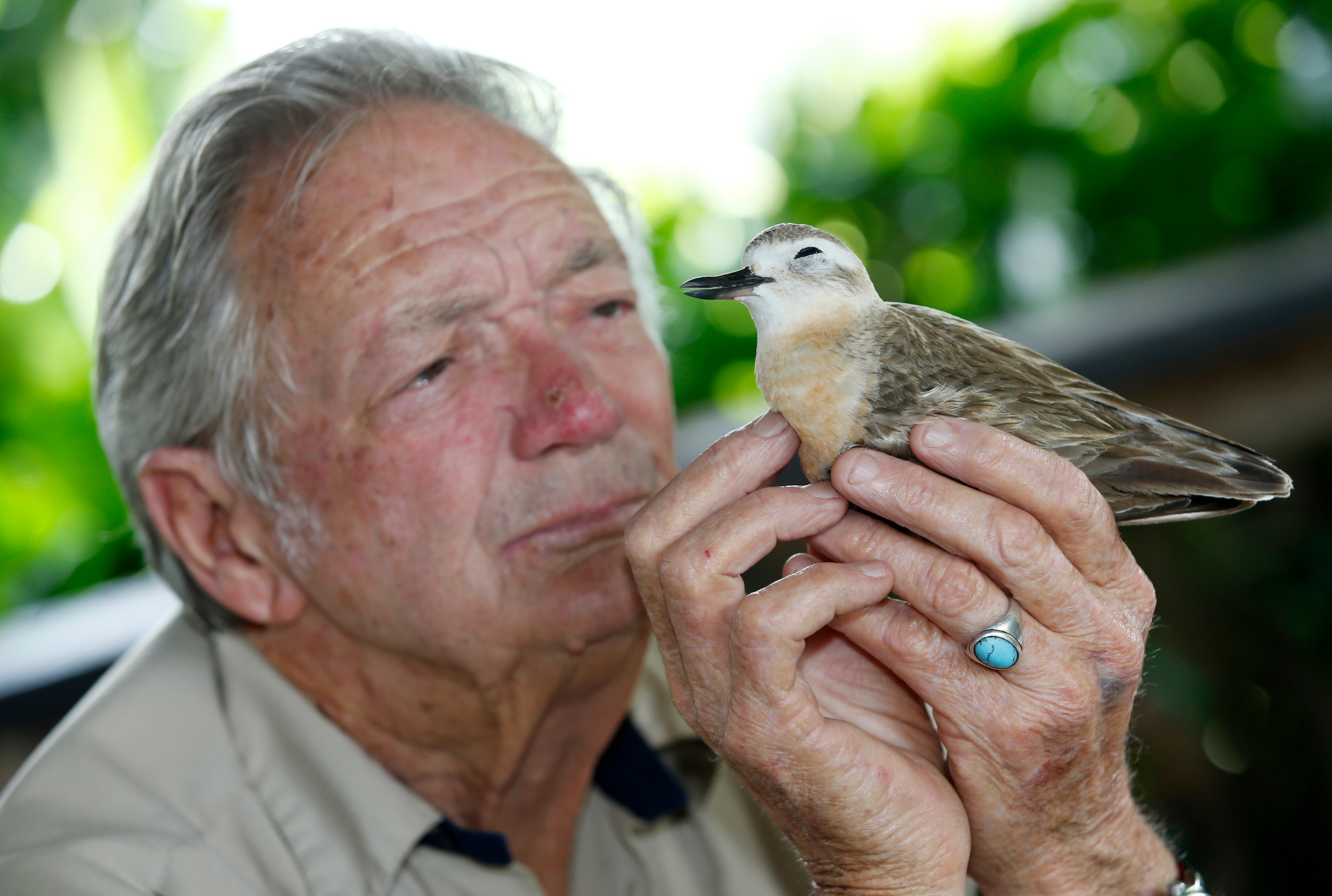 A dog that killed this male New Zealand dotterel near the Ruakākā Wildlife Sanctuary is still at large. Whangārei Native Bird Recovery Centre manager Robert Webb says DoC needs to start fining irresponsible dog owners. Photo / Michael Cunningham
